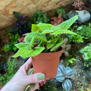 Pilea Mollis in a 7 - 9 cm pot at The Watered Garden