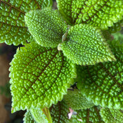 Pilea Mollis in a 7 - 9 cm pot at The Watered Garden