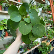 Pilea Peperomioides in a 11 - 13 cm pot at The Watered Garden