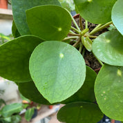 Pilea Peperomioides in a 11 - 13 cm pot at The Watered Garden