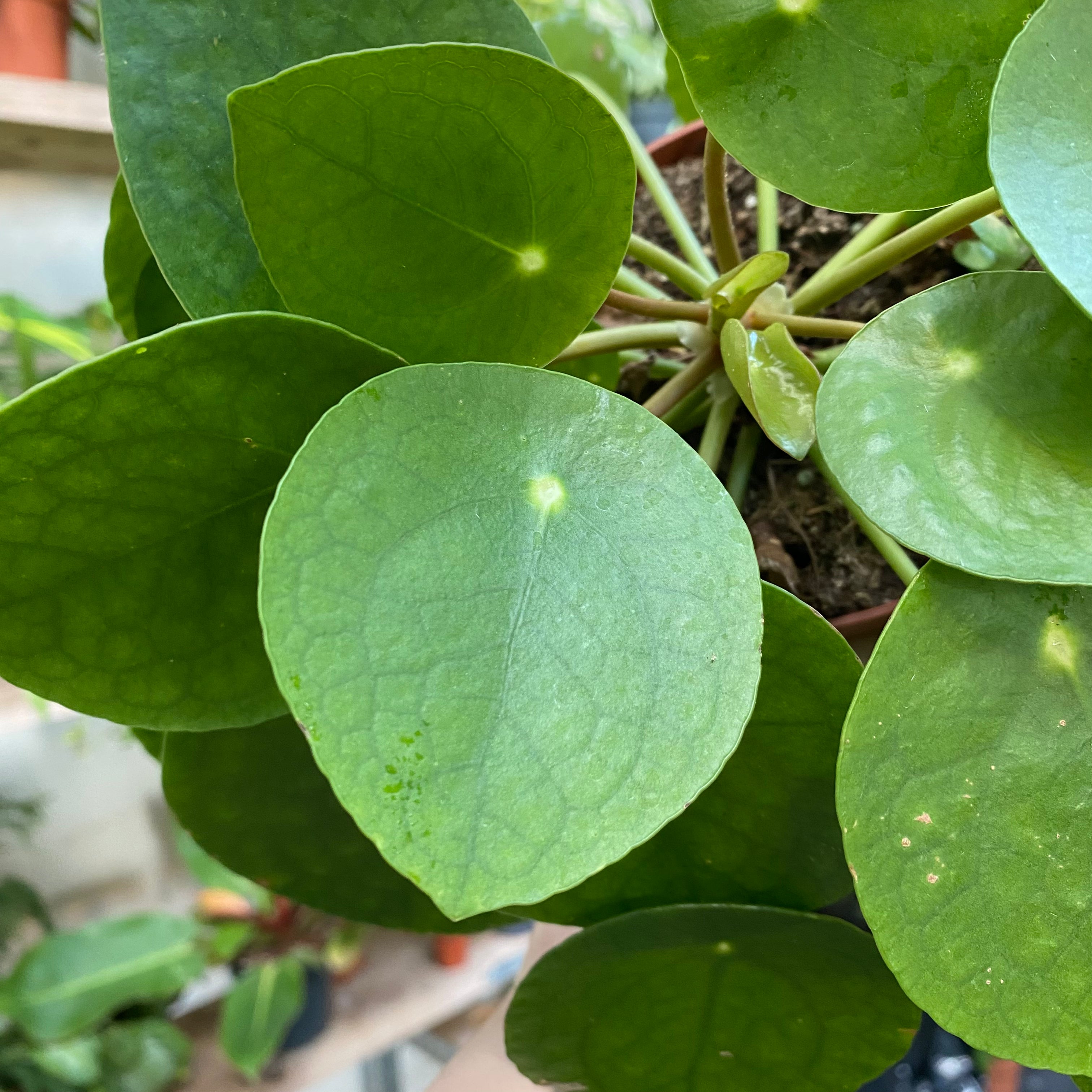Pilea Peperomioides in a 11 - 13 cm pot at The Watered Garden