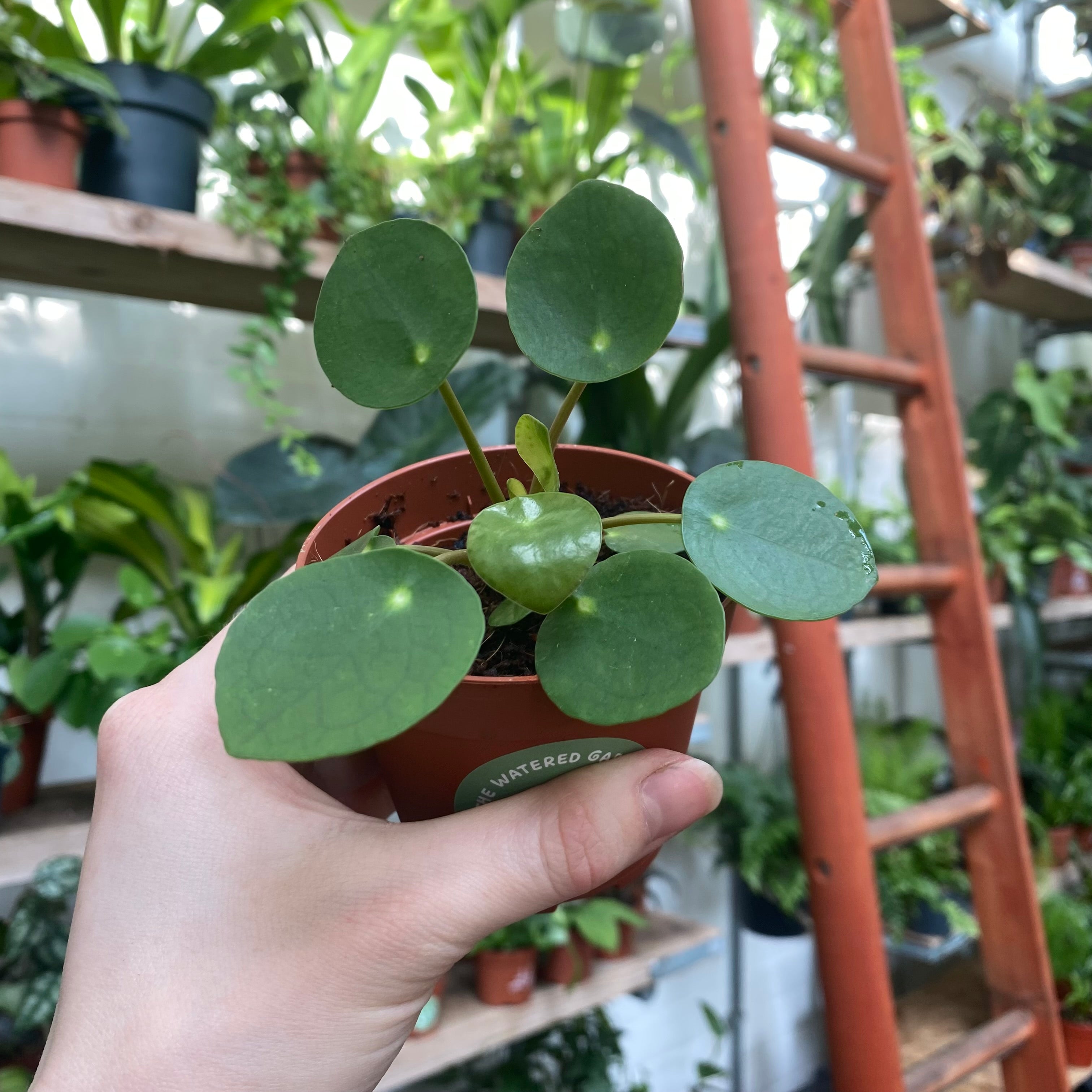 Pilea Peperomioides in a 7 - 9 cm pot at The Watered Garden