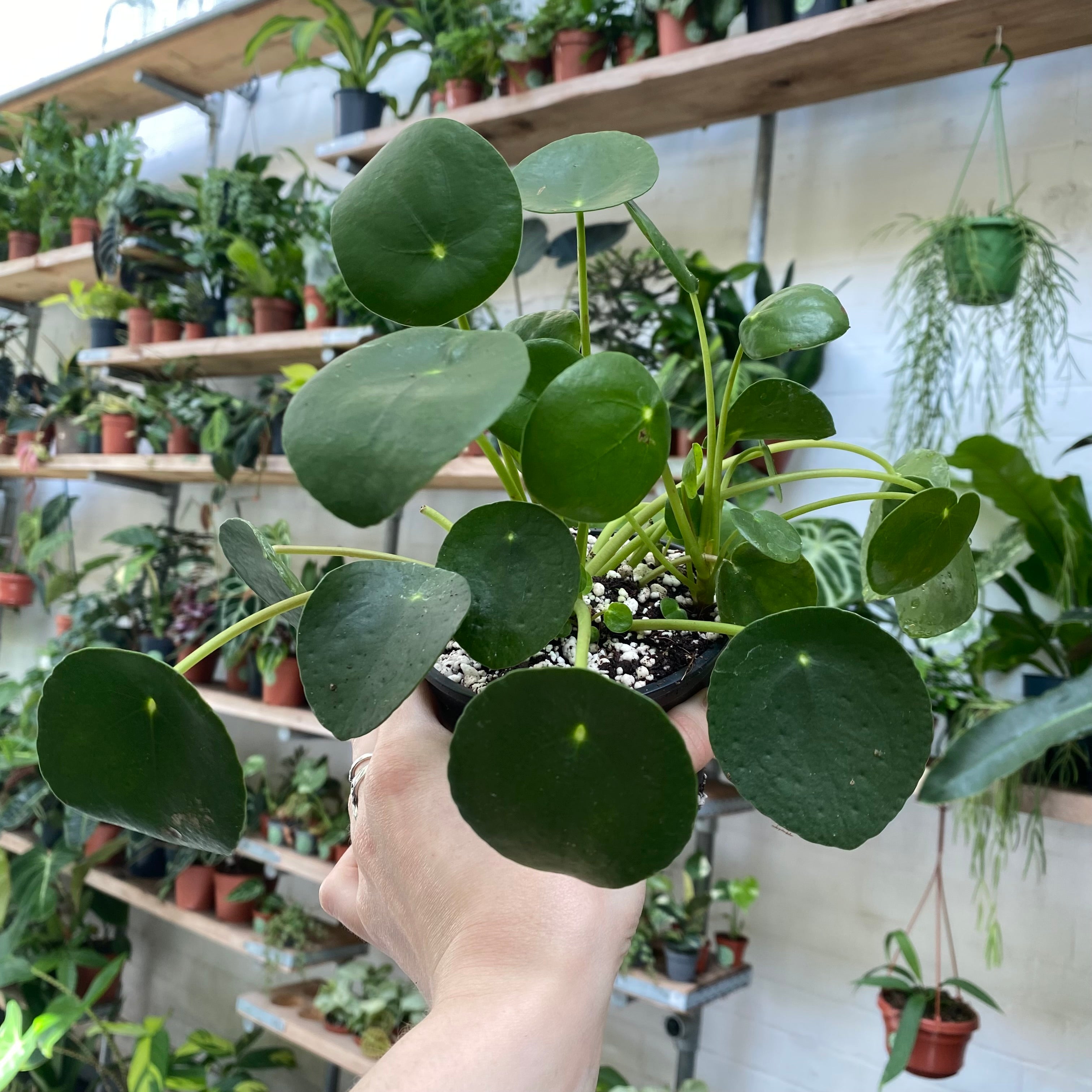 Pilea Peperomioides in a 7 - 9 cm pot at The Watered Garden