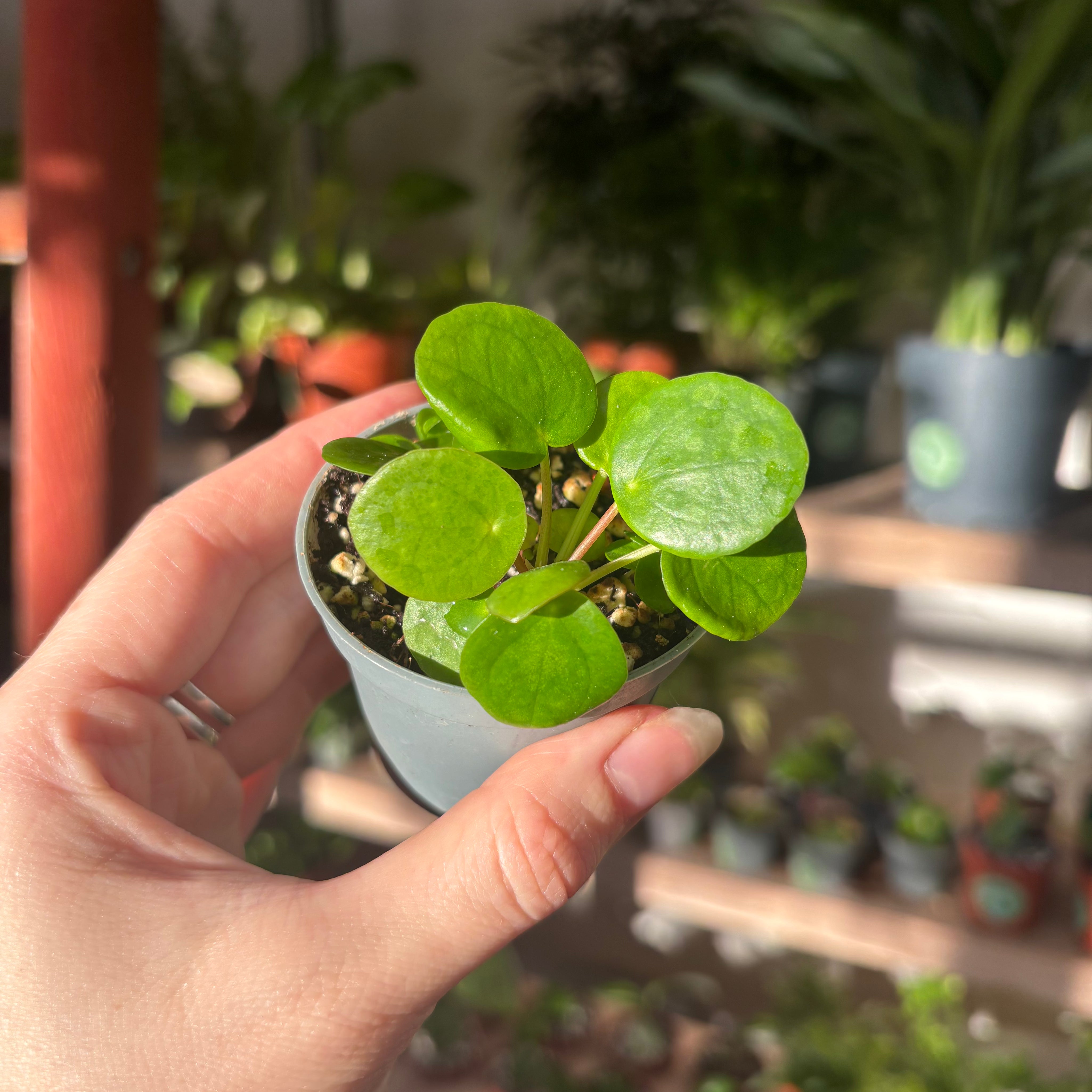 Pilea Peperomioides in a 5 - 7 cm pot at The Watered Garden