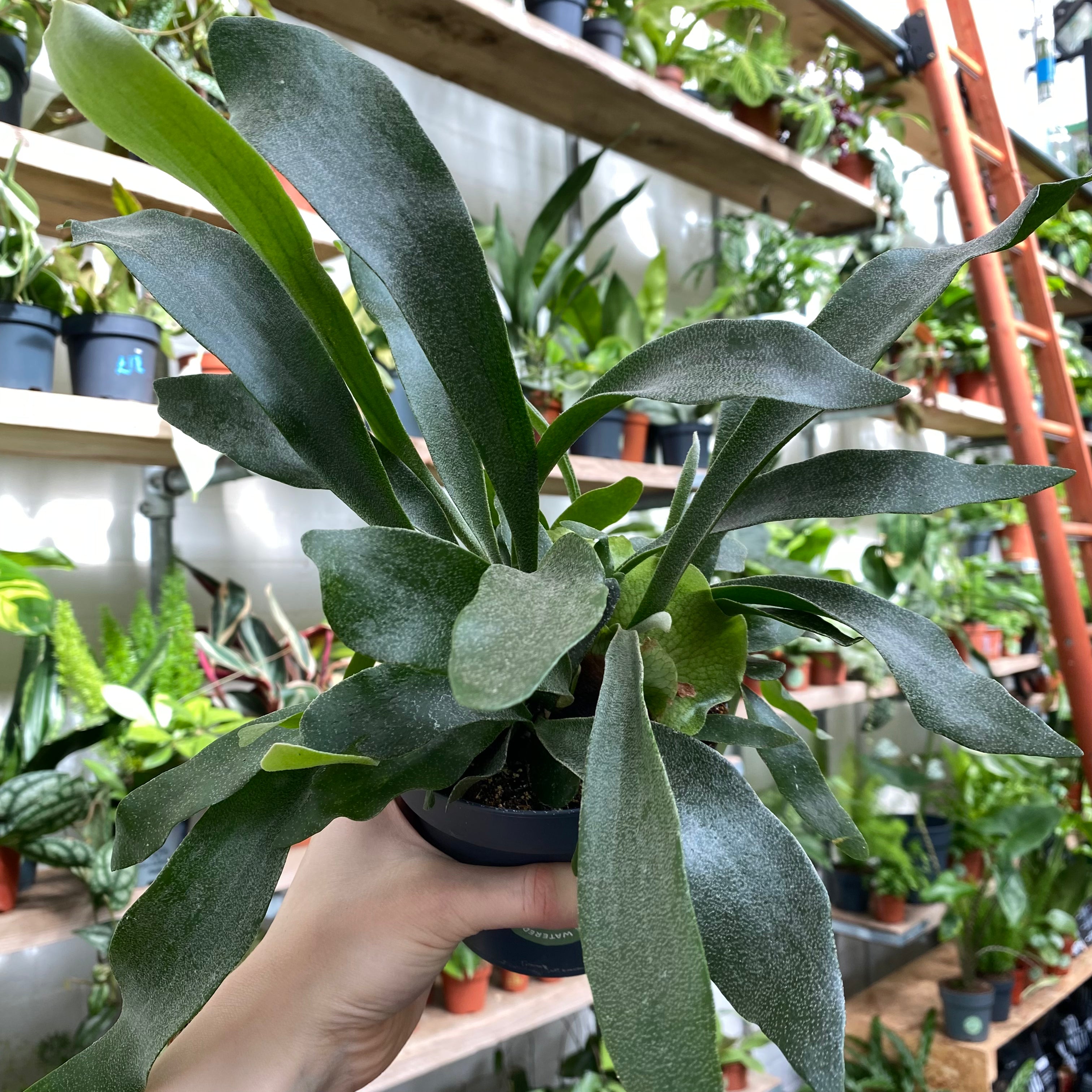 Platycerium Bifurcatum in a 11 - 13 cm pot at The Watered Garden