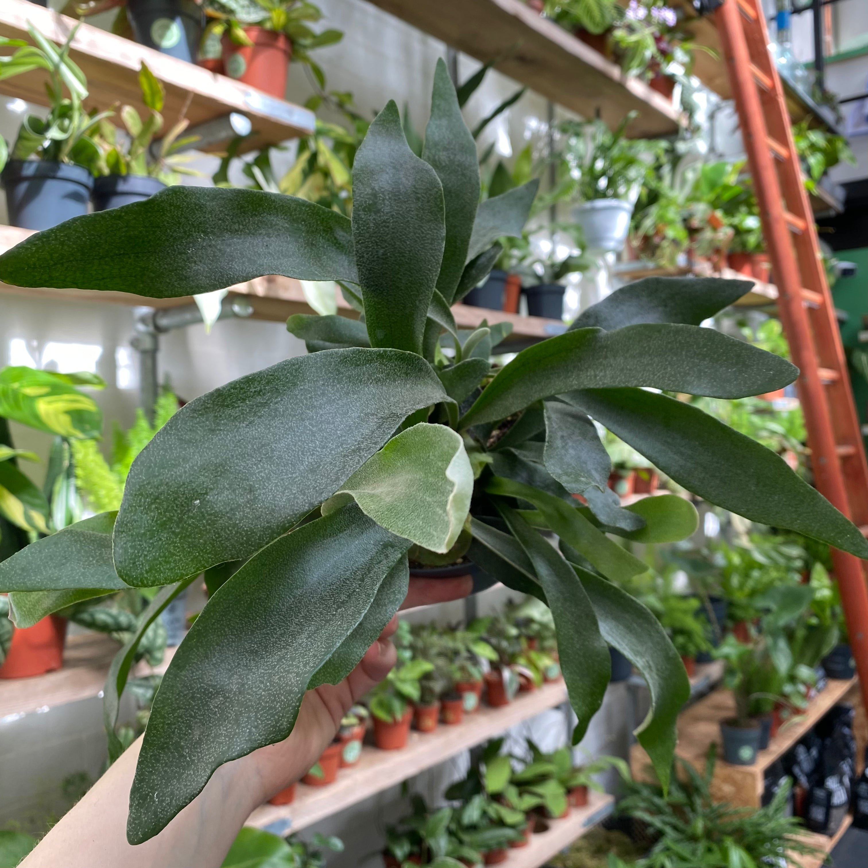 Platycerium Bifurcatum in a 11 - 13 cm pot at The Watered Garden