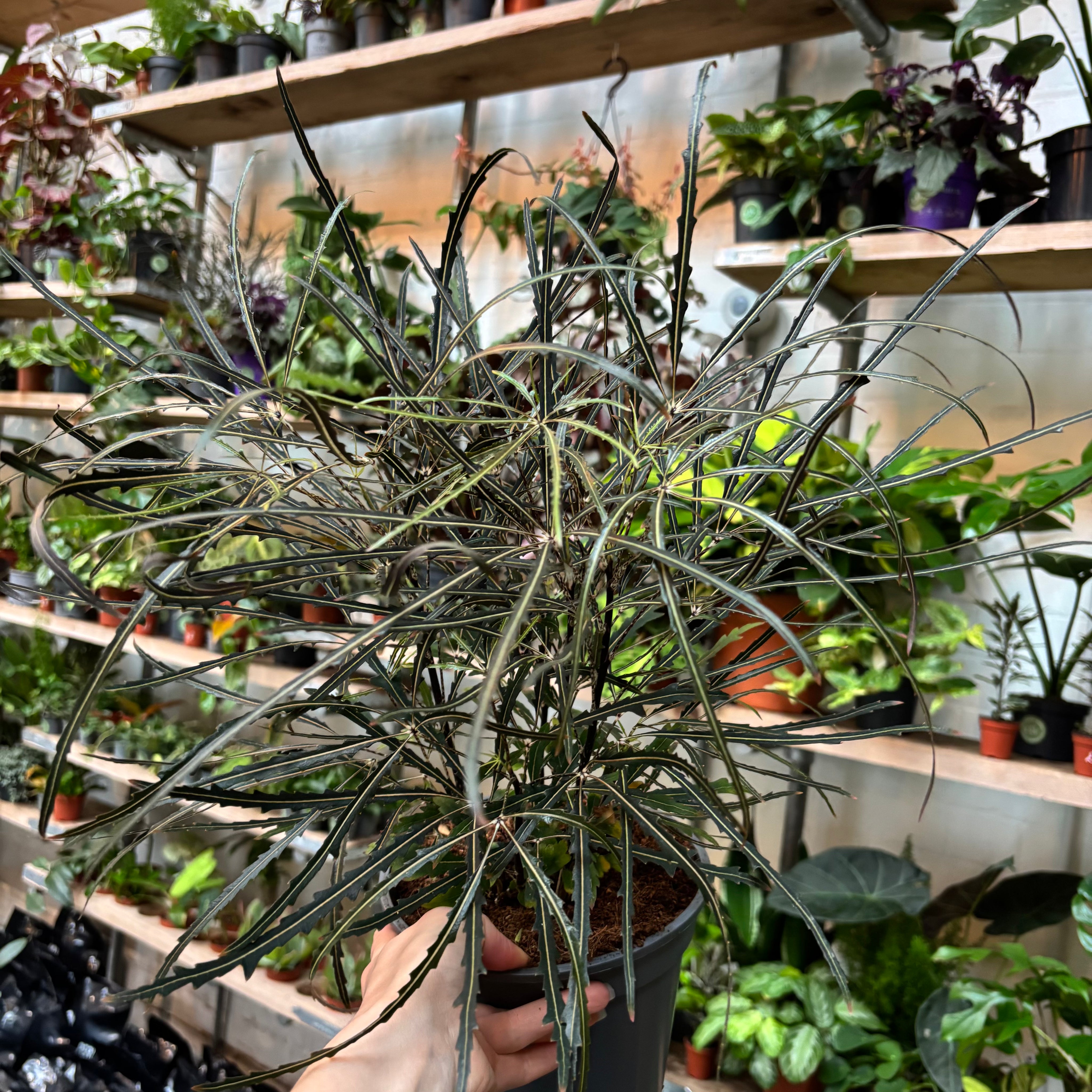 Plerandra Elegantissima in a 17 - 19 cm pot at The Watered Garden