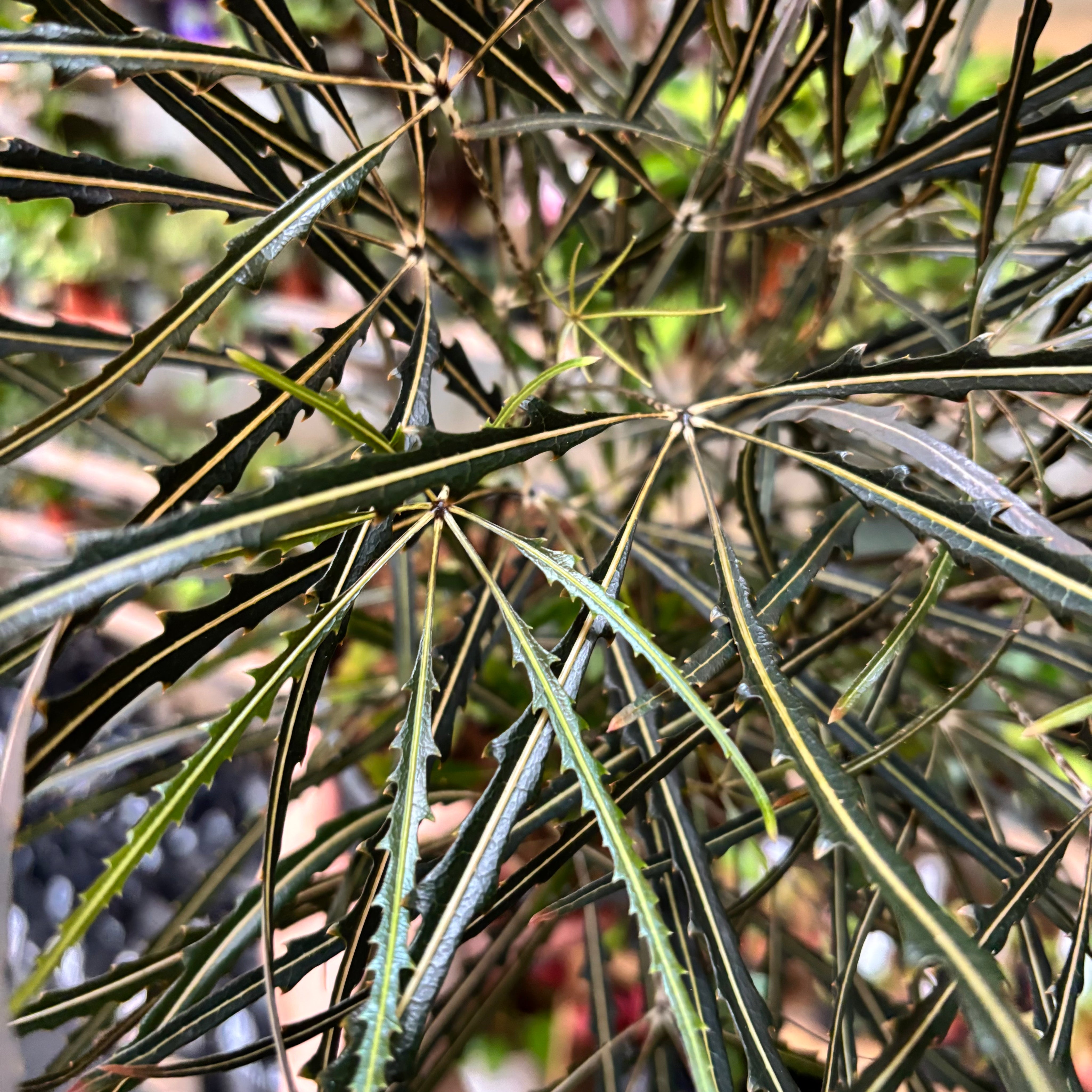 Plerandra Elegantissima in a 17 - 19 cm pot at The Watered Garden