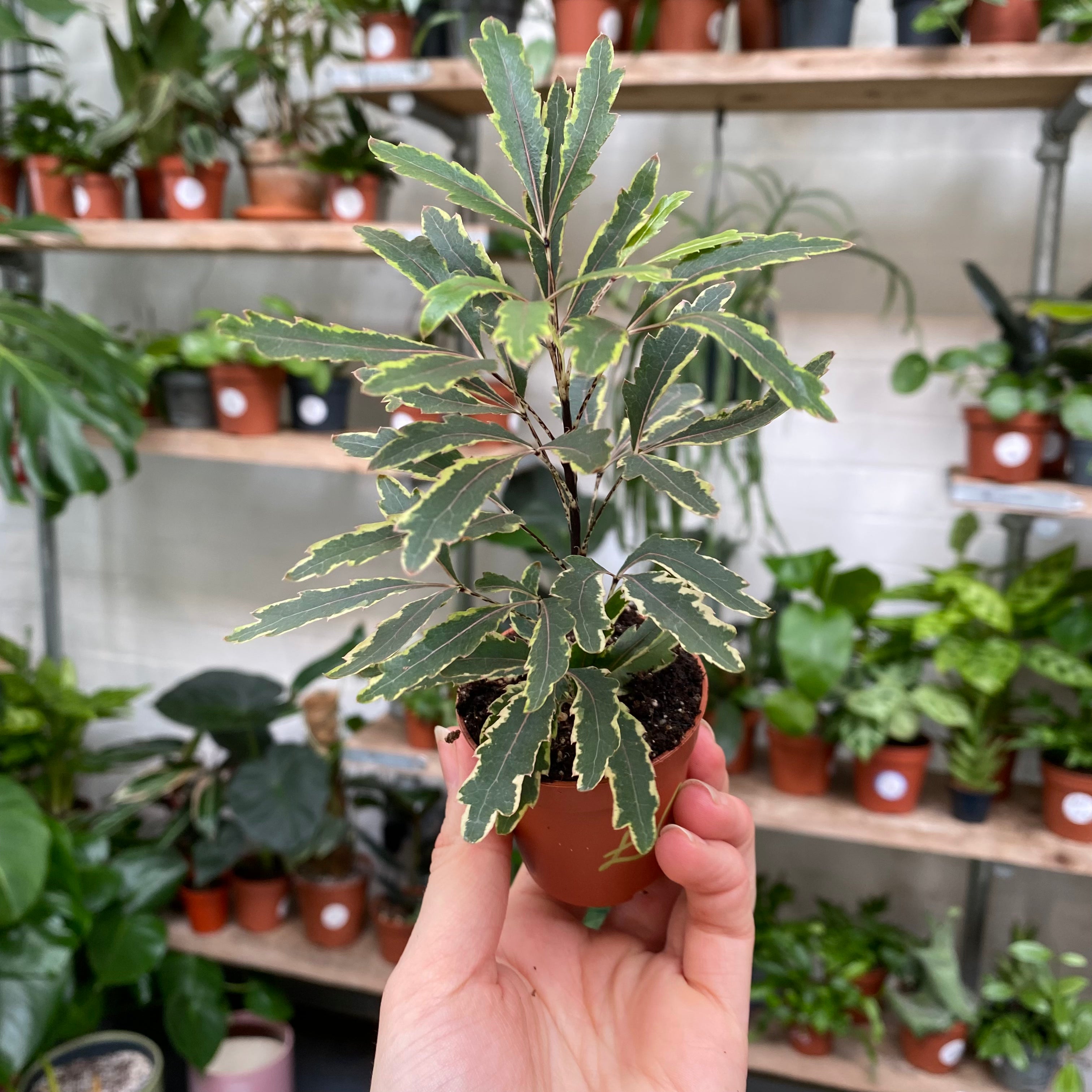 Plerandra Elegantissima 'Bianca' in a 5 - 7 cm pot at The Watered Garden