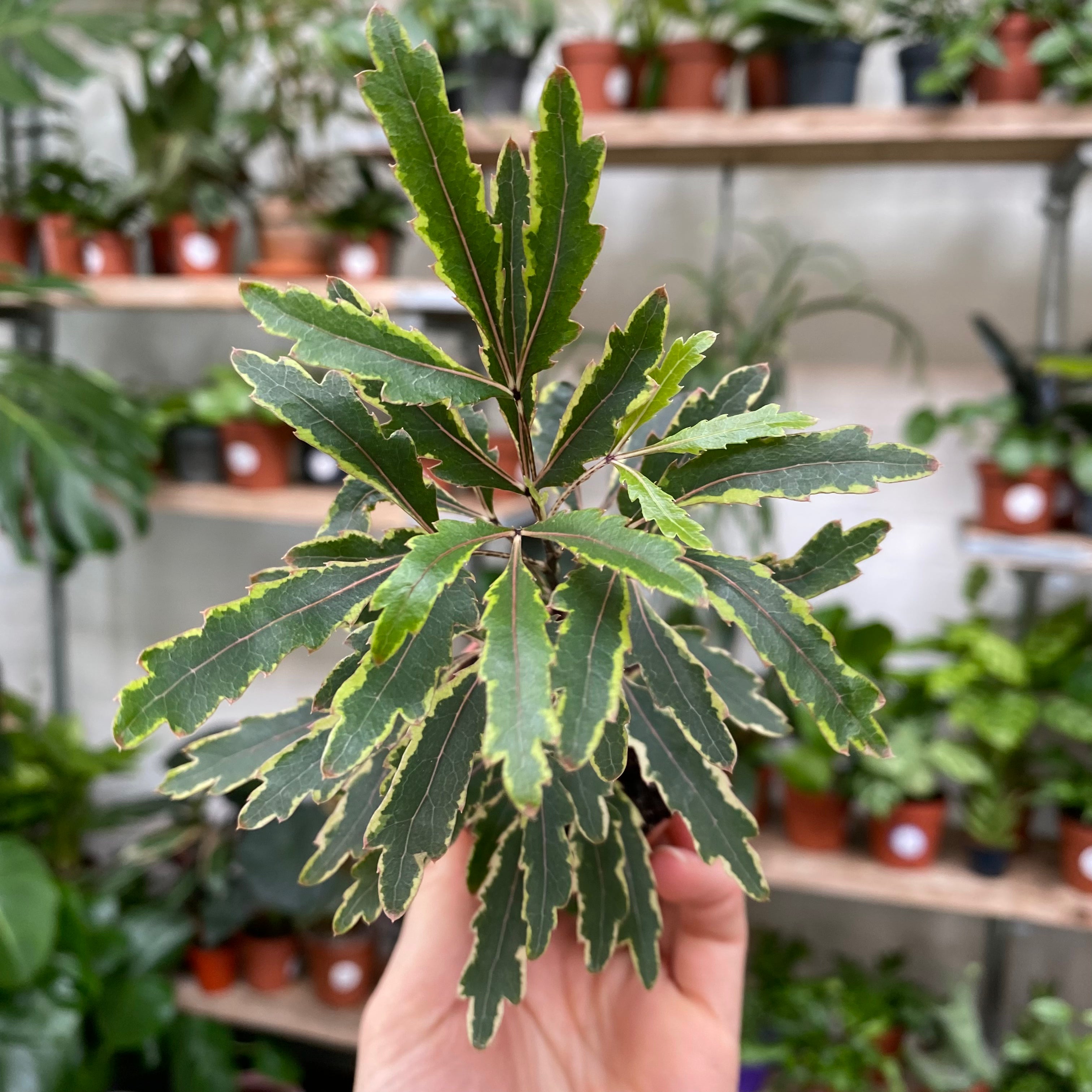 Plerandra Elegantissima 'Bianca' in a 5 - 7 cm pot at The Watered Garden