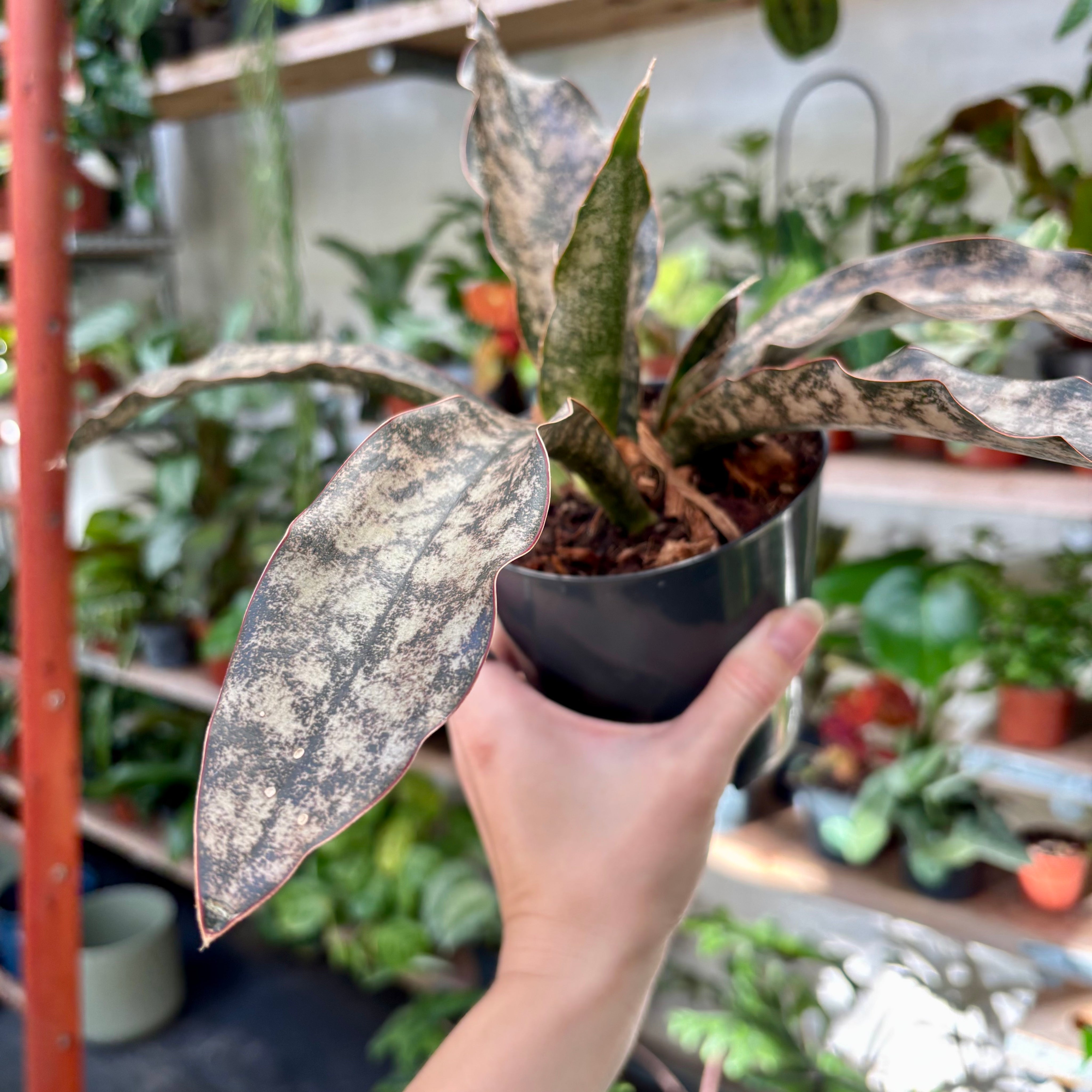 sansevieria_coppertone_00005.jpg
