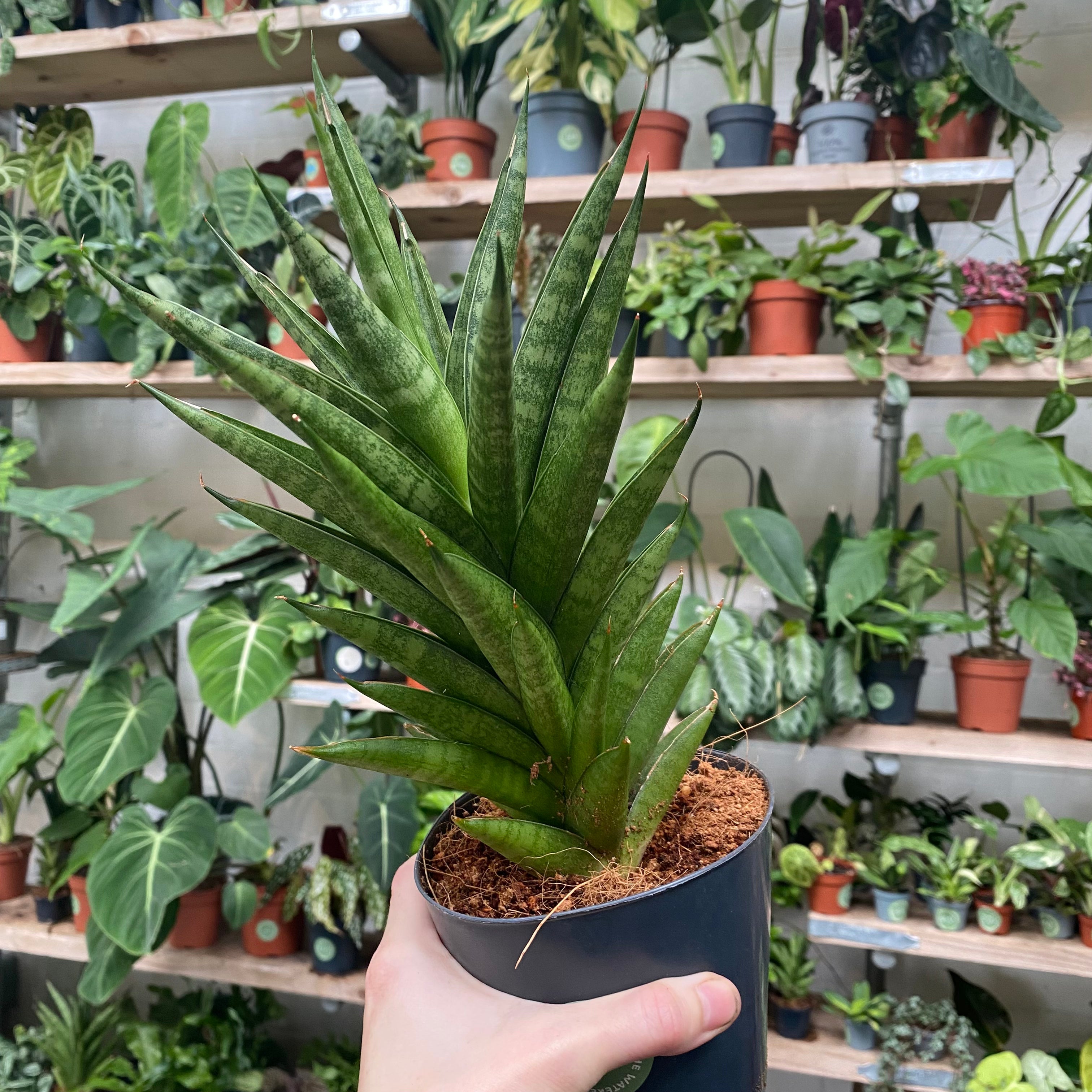 Sansevieria Cylindrica 'Starshooter' in a 11 - 13 cm pot at The Watered Garden