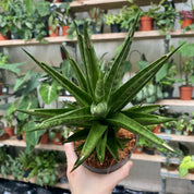 Sansevieria Cylindrica 'Starshooter' in a 11 - 13 cm pot at The Watered Garden