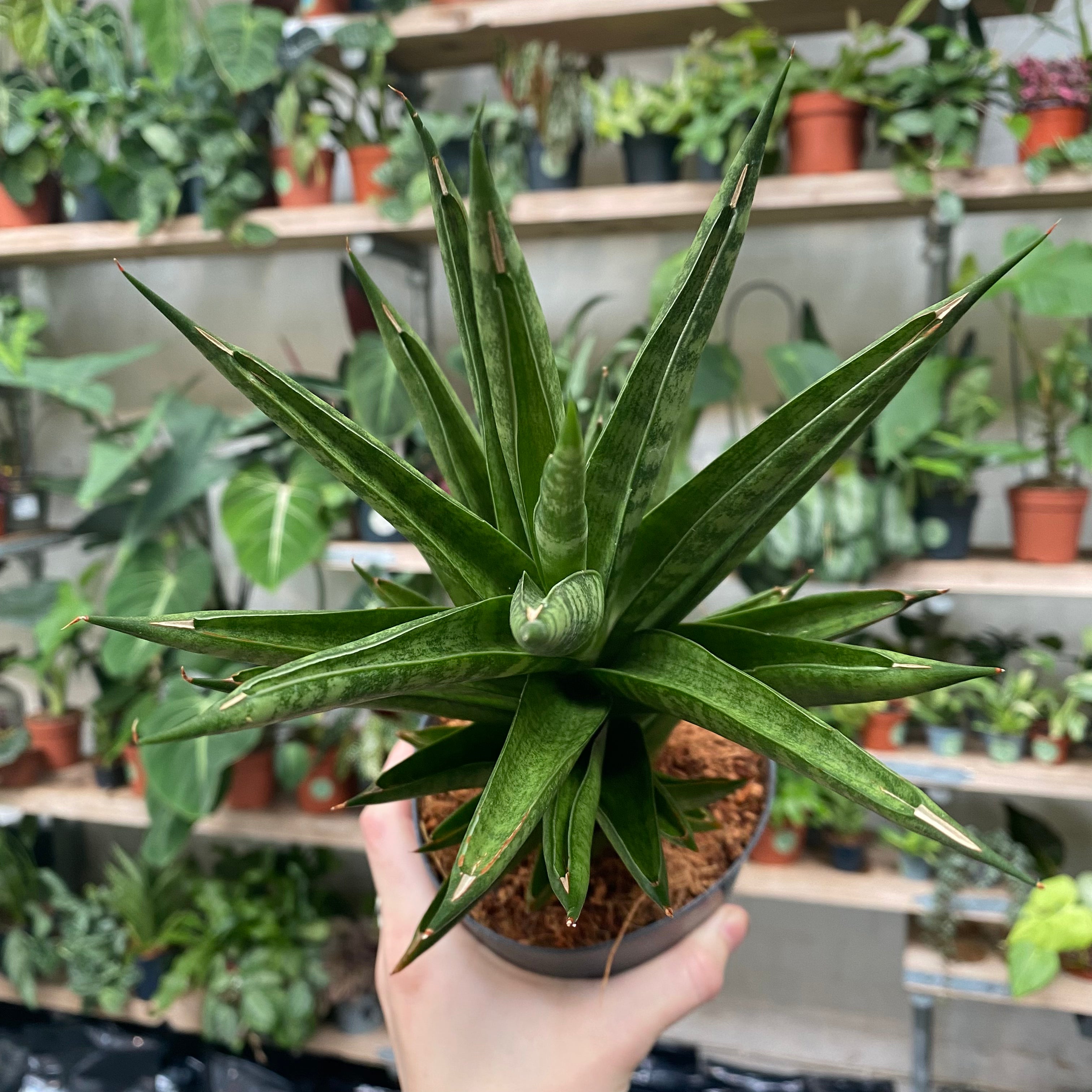sansevieria cylindrica temperature Sansevieria Cylindrica 'Starshooter'