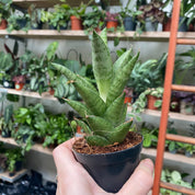 Sansevieria Cylindrica 'Starshooter' in a 7 - 9 cm pot at The Watered Garden