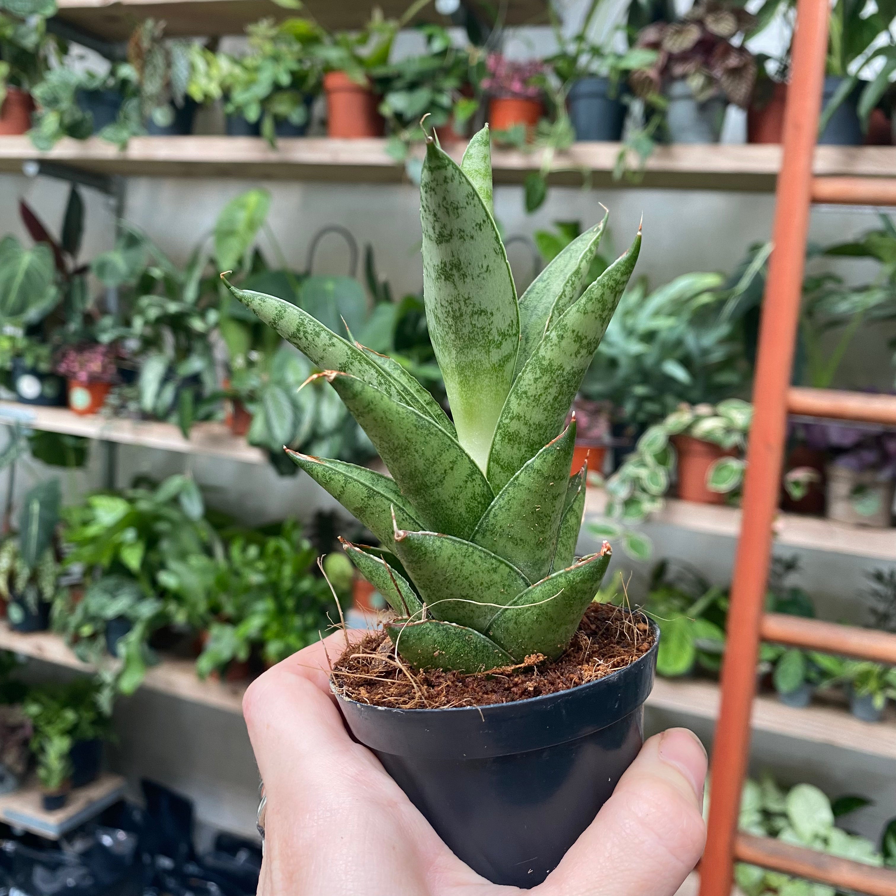 Sansevieria Cylindrica 'Starshooter' in a 7 - 9 cm pot at The Watered Garden