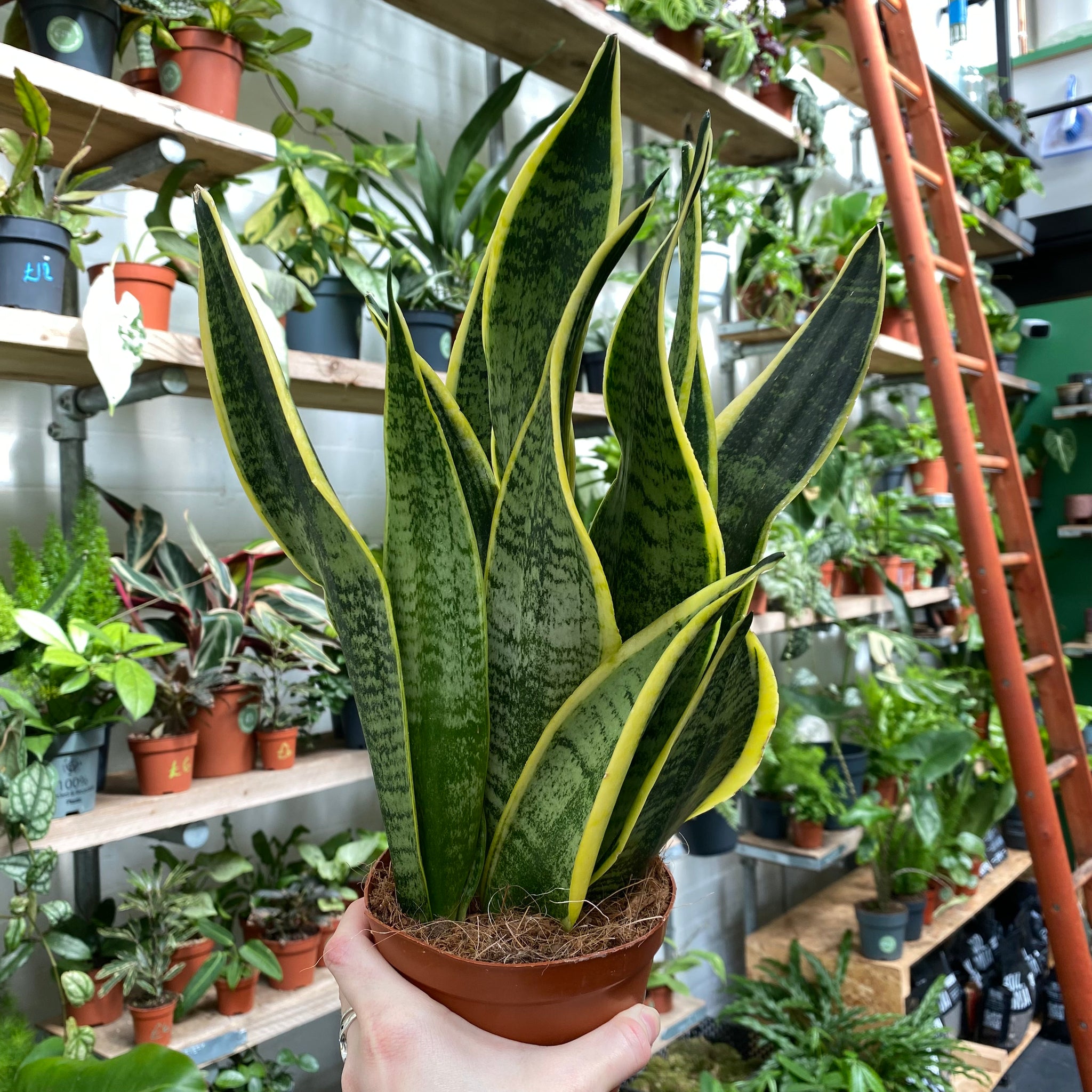 anthurium futura superba Sansevieria 'Futura Superba'