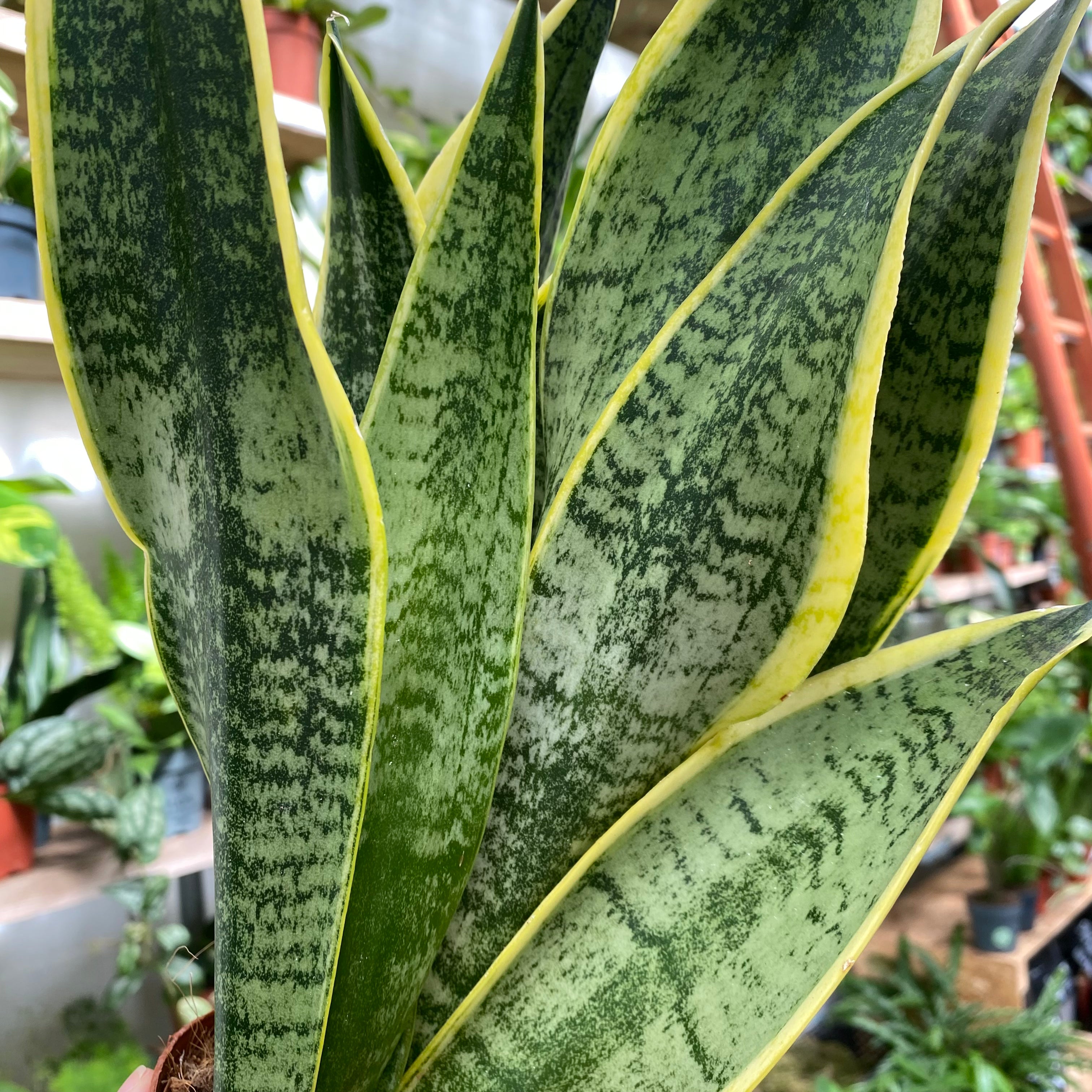 Sansevieria 'Futura Superba' in a 11 - 13 cm pot at The Watered Garden