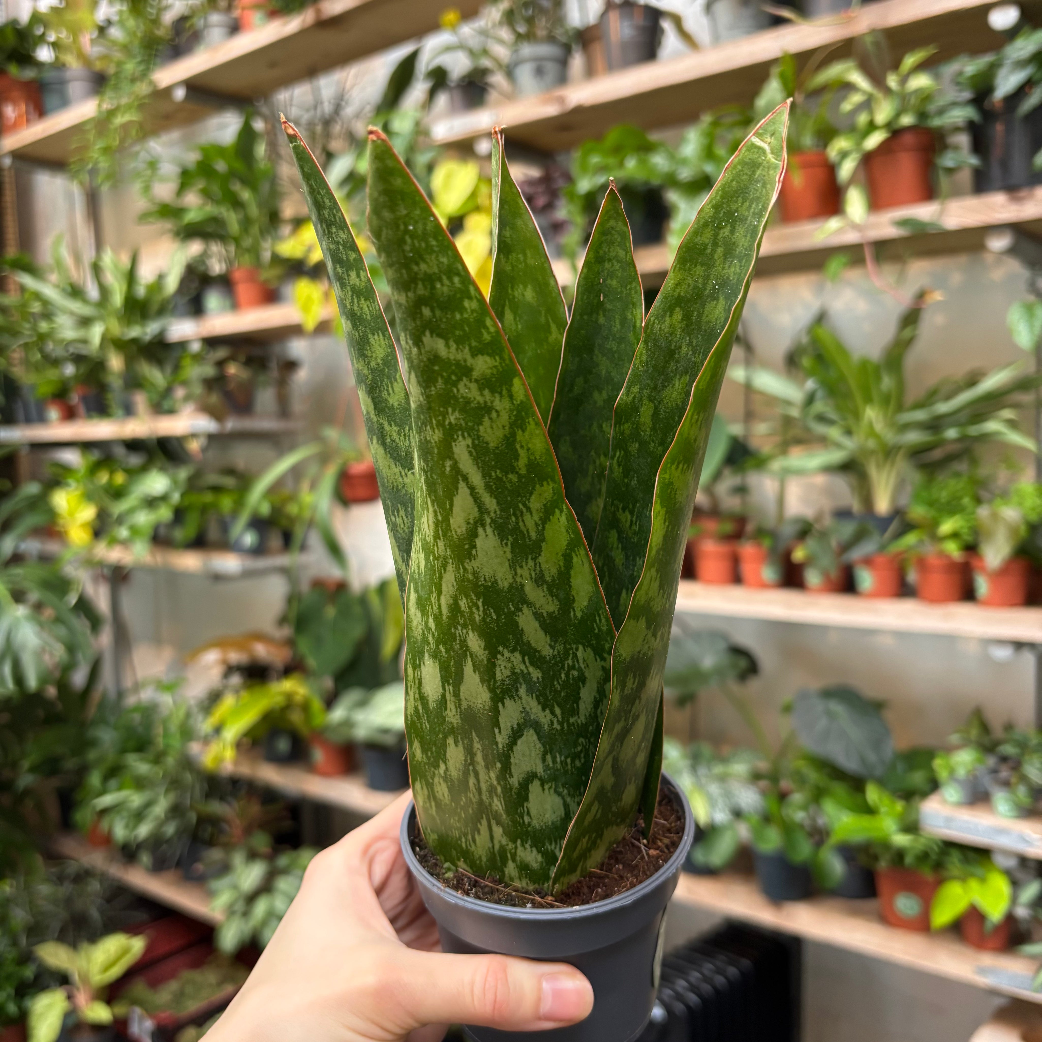 Sansevieria 'Jamaiquina Queen' in a 9 - 11 cm pot at The Watered Garden