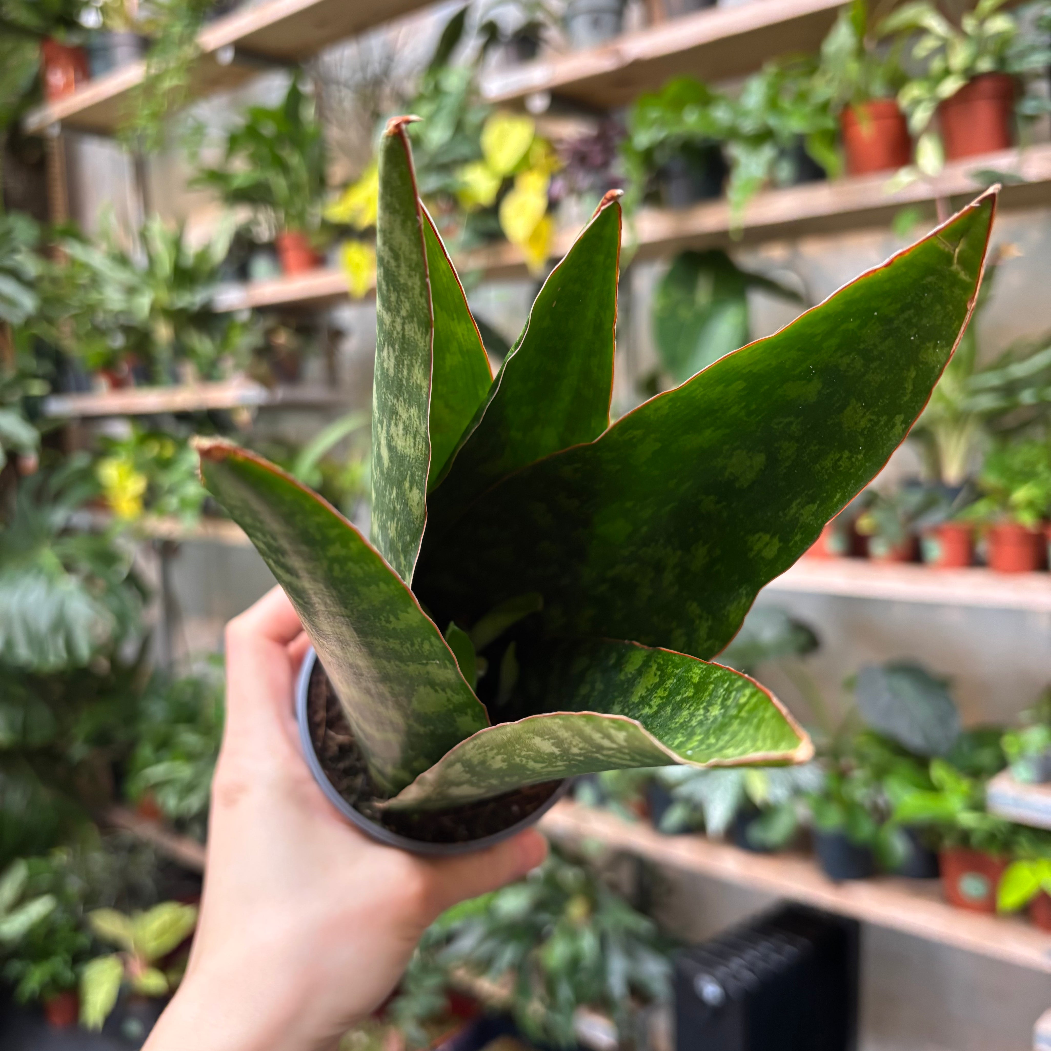 Sansevieria 'Jamaiquina Queen' in a 9 - 11 cm pot at The Watered Garden