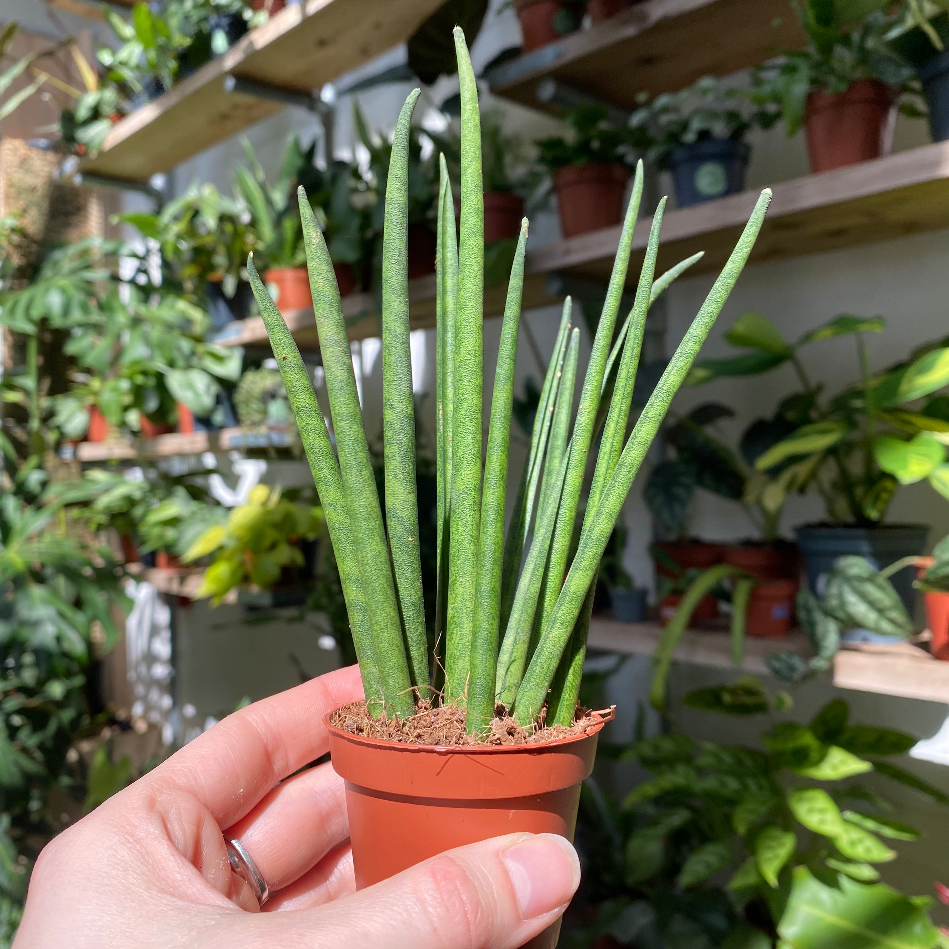 Sansevieria 'Mikado' in a 5 - 7 cm pot at The Watered Garden
