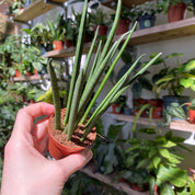 Sansevieria 'Mikado' in a 5 - 7 cm pot at The Watered Garden