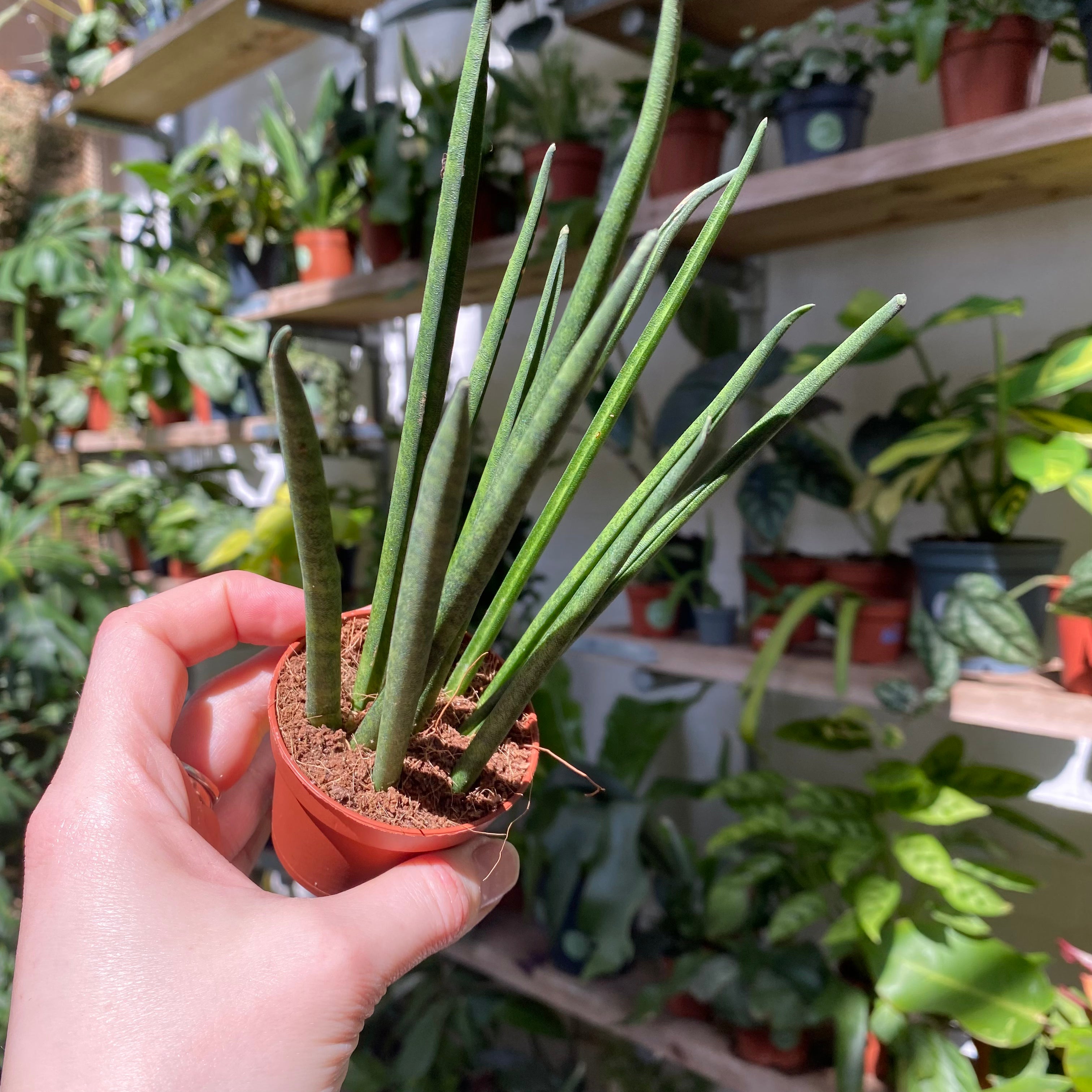 Sansevieria 'Mikado' in a 5 - 7 cm pot at The Watered Garden