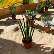 Sansevieria 'Mikado' in a 5 - 7 cm pot at The Watered Garden