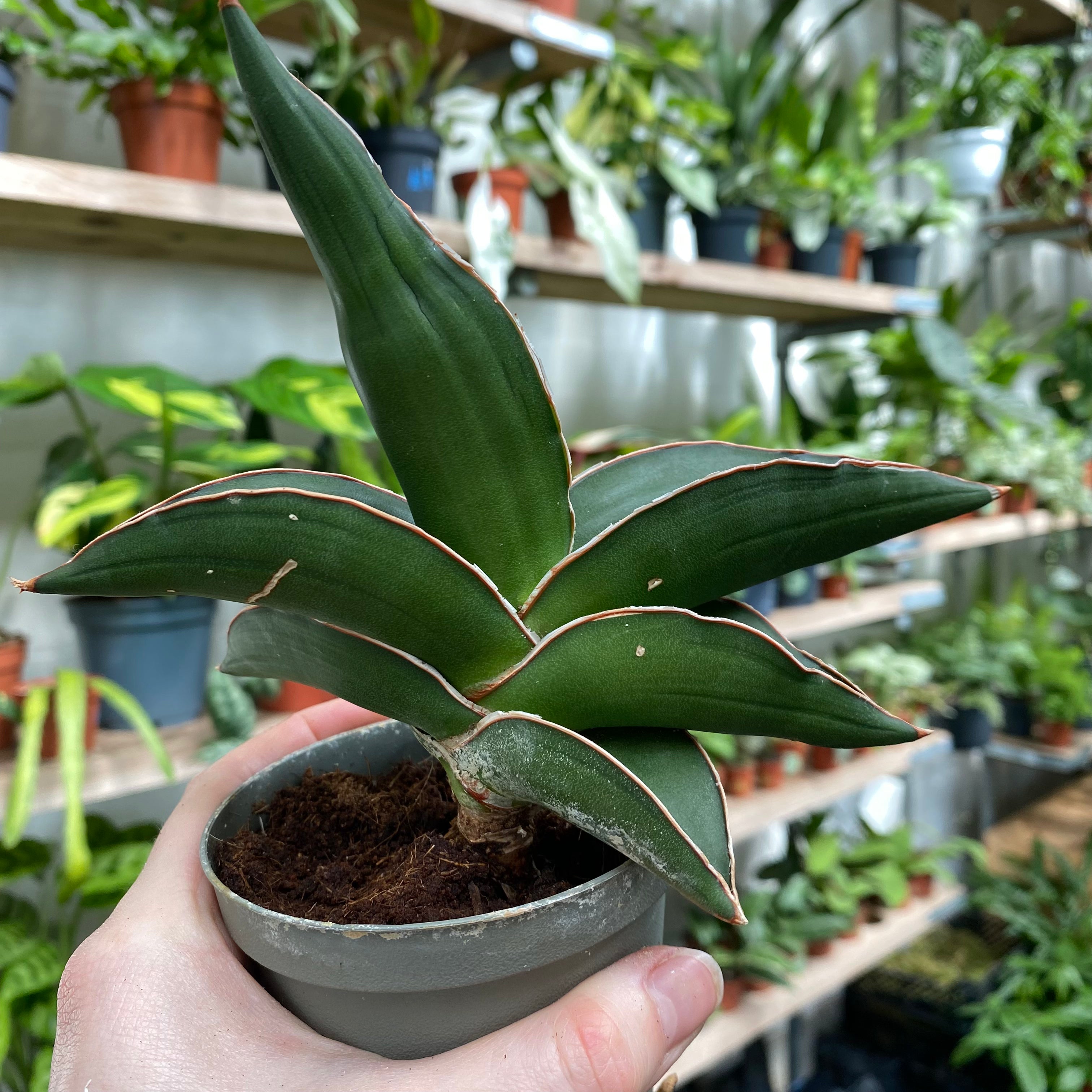 Sansevieria 'Samurai' in a 9 - 11 cm pot at The Watered Garden