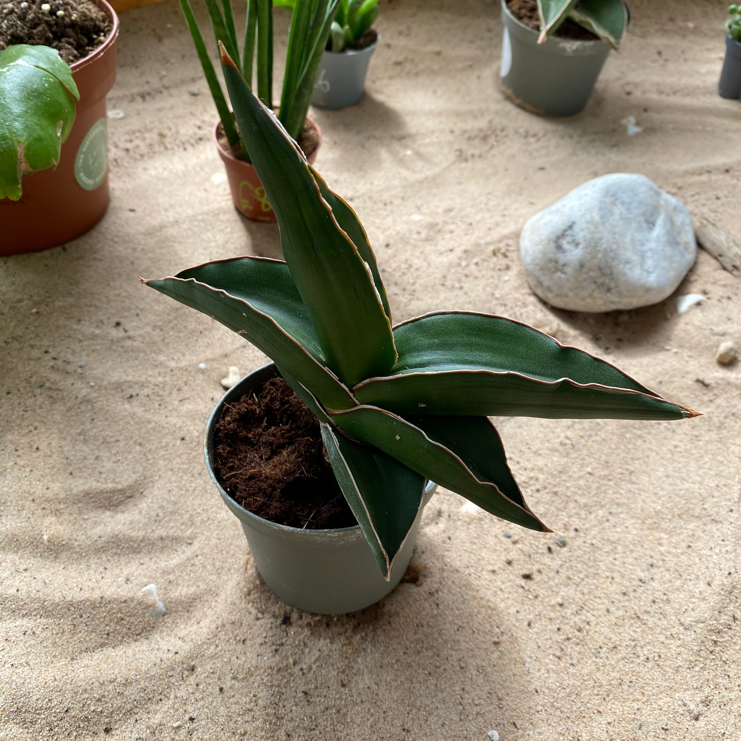 Sansevieria 'Samurai' in a 9 - 11 cm pot at The Watered Garden