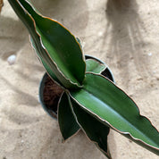 Sansevieria 'Samurai' in a 9 - 11 cm pot at The Watered Garden