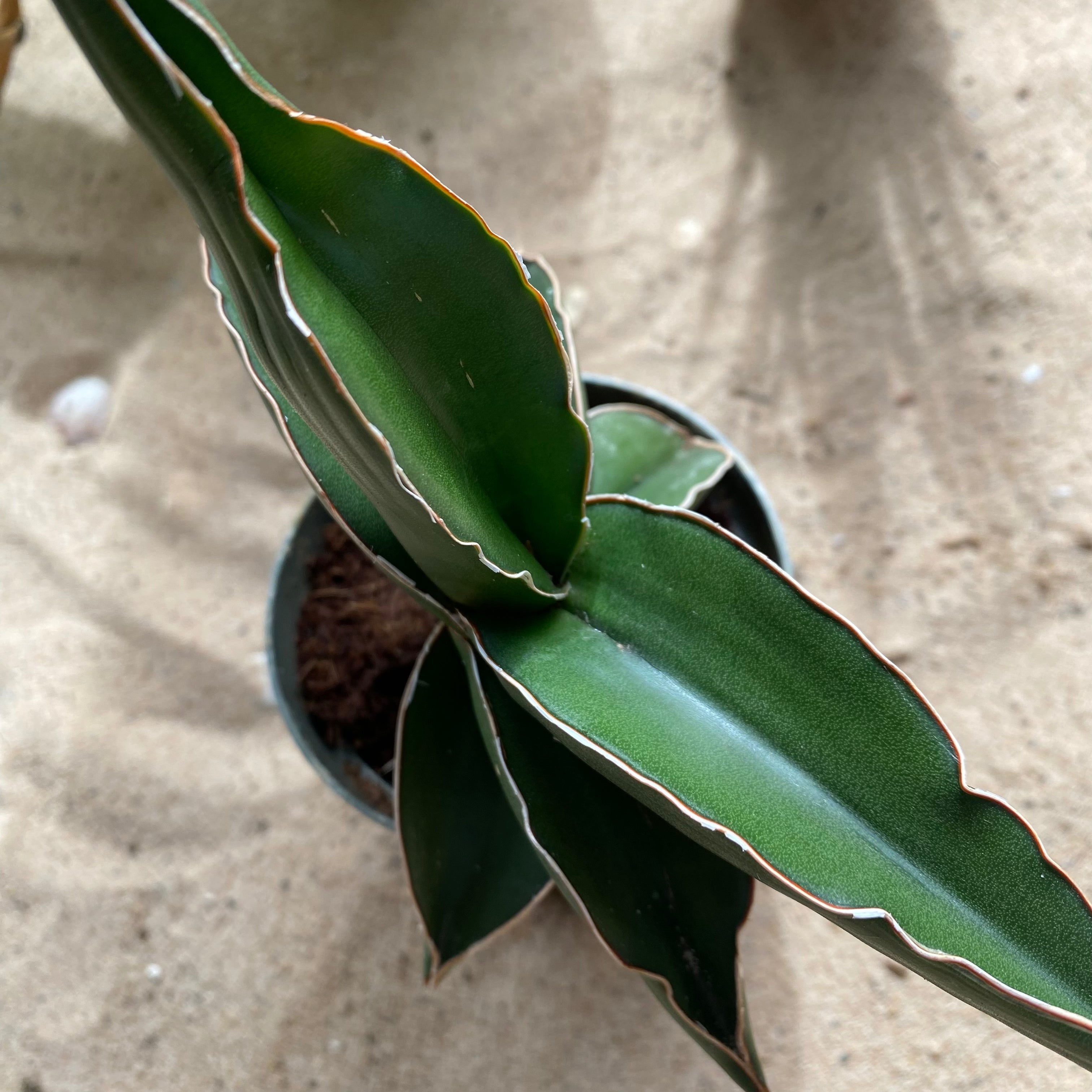Sansevieria 'Samurai' in a 9 - 11 cm pot at The Watered Garden