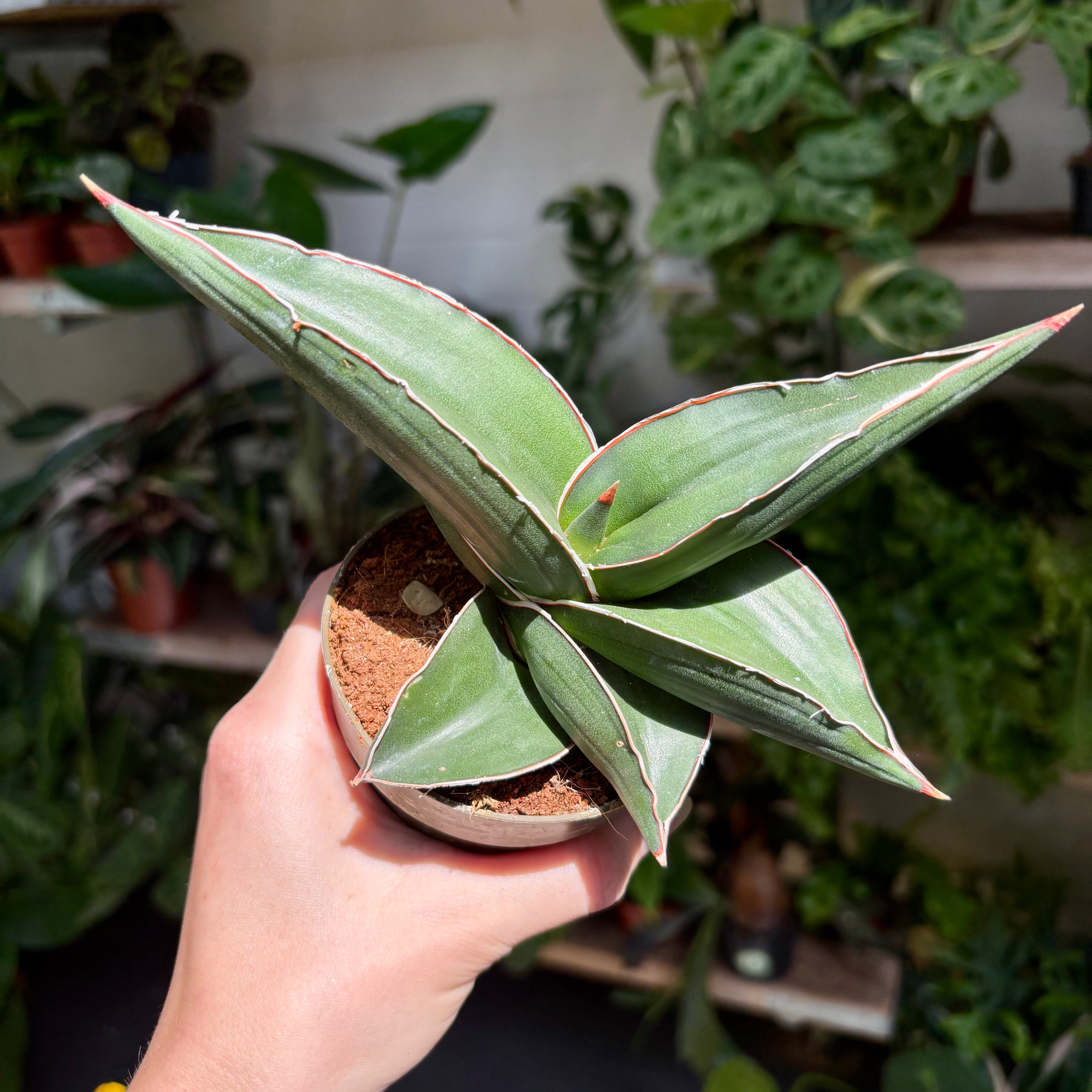 Sansevieria 'Samurai' in a 5 - 7cm pot at The Watered Garden