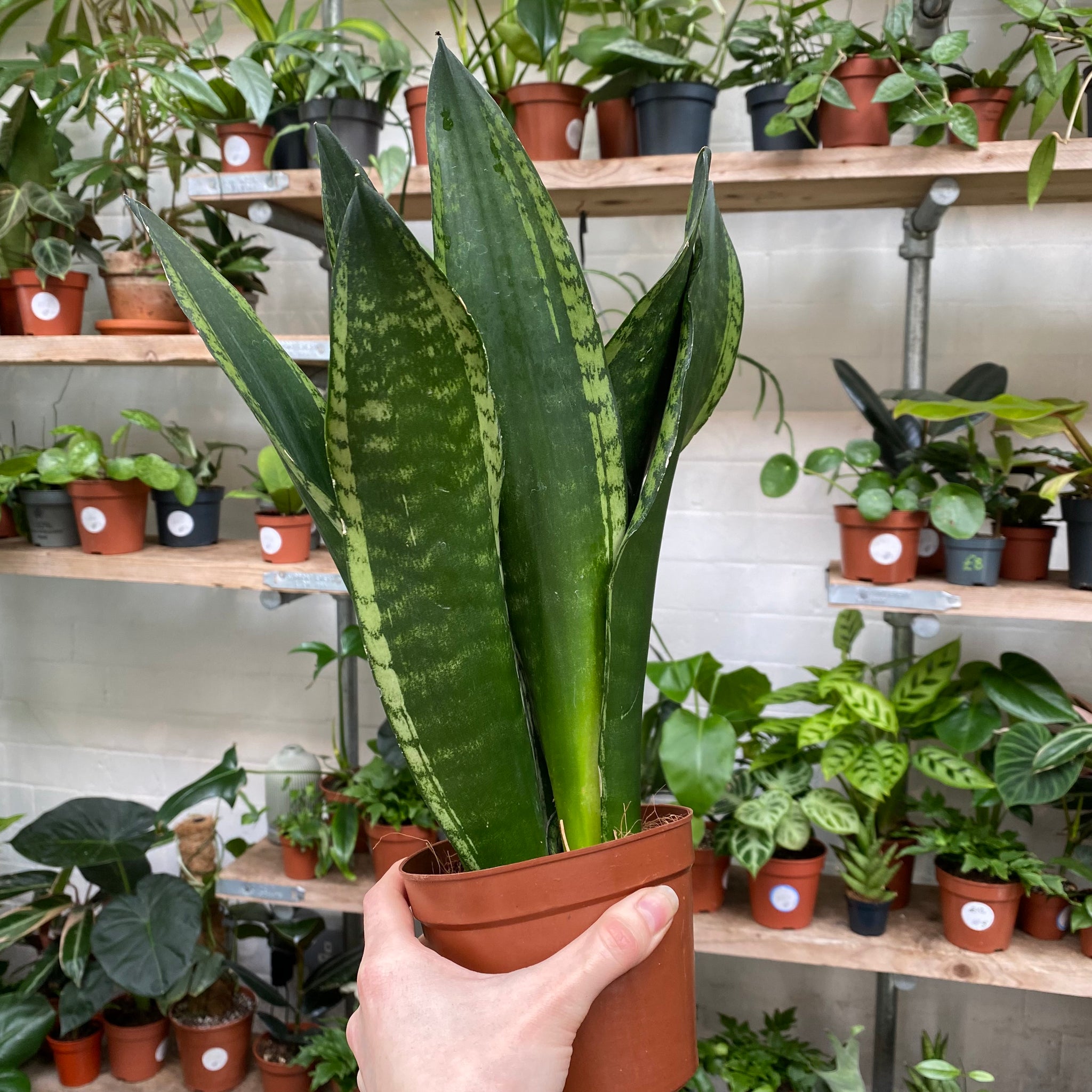 sansevieria trifasciata silver flame Sansevieria 'Silver Flame'