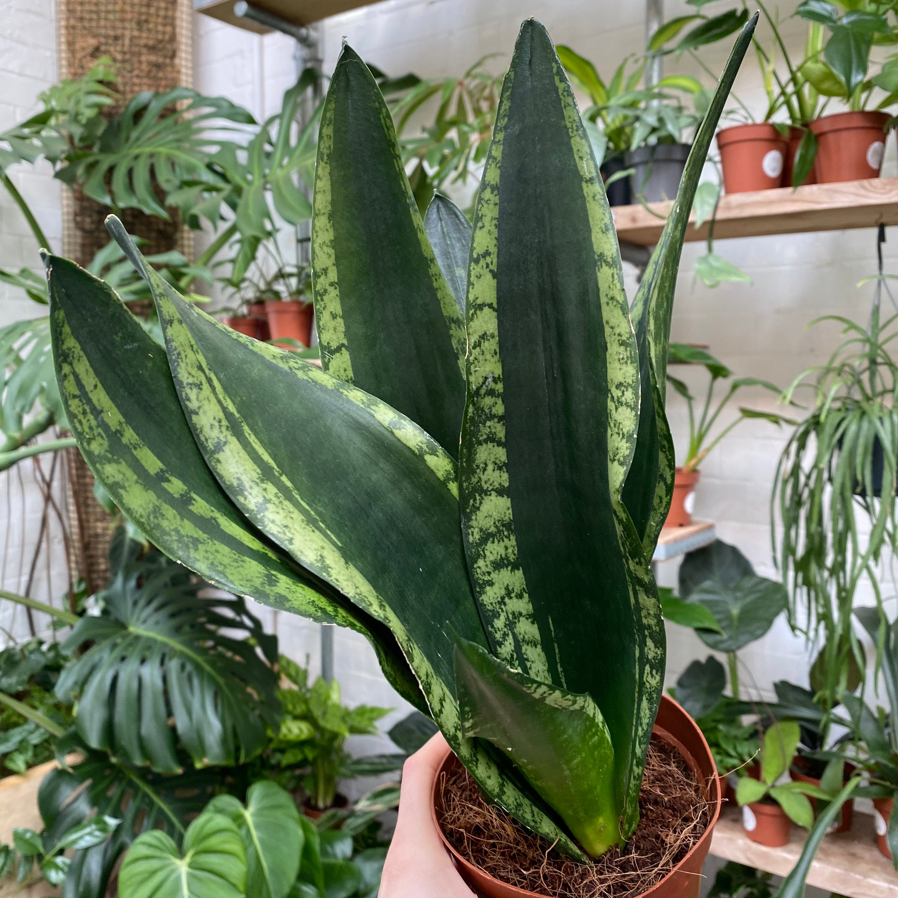 Sansevieria 'Silver Flame' in a 11 - 13 cm pot at The Watered Garden