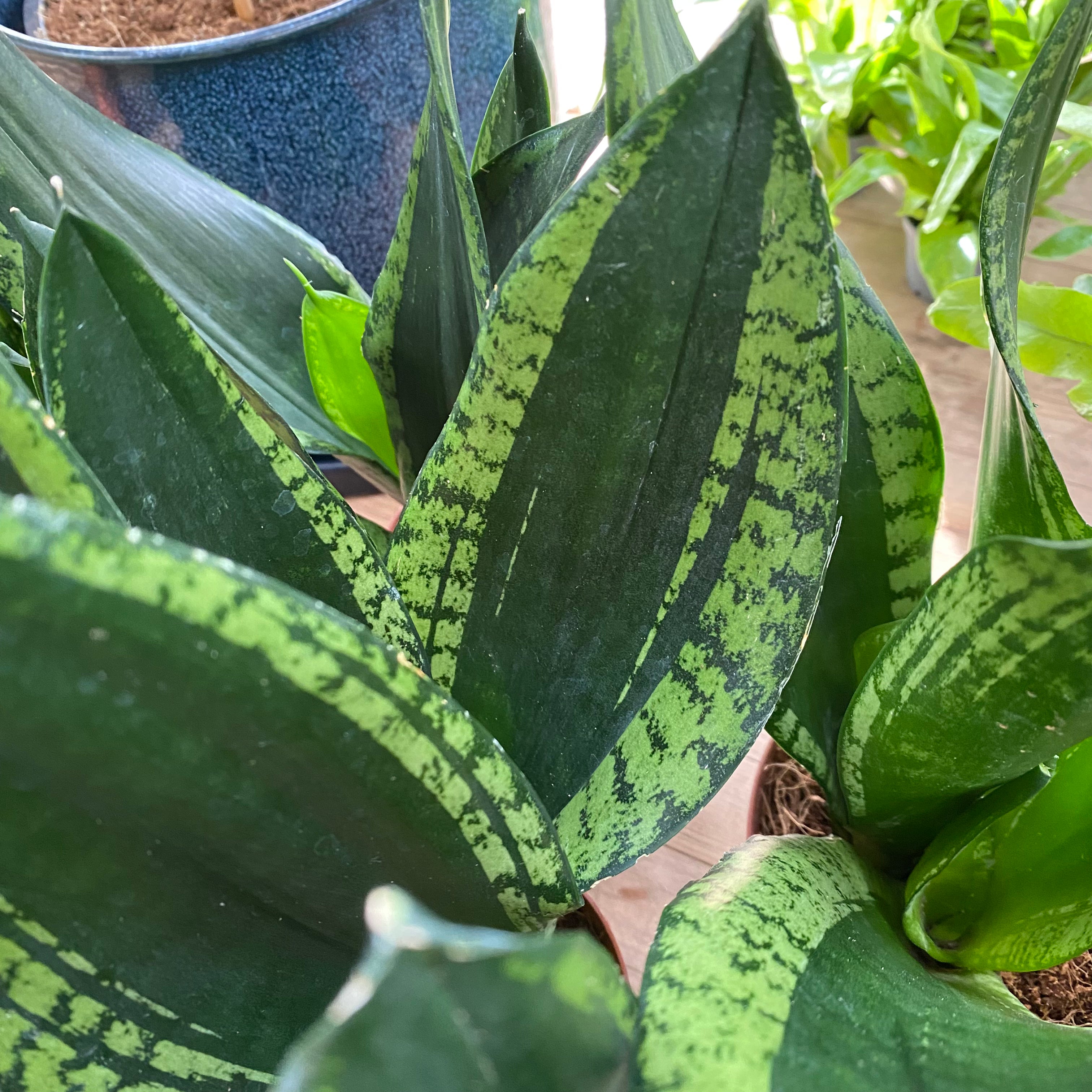 Sansevieria 'Silver Flame' in a 11 - 13 cm pot at The Watered Garden