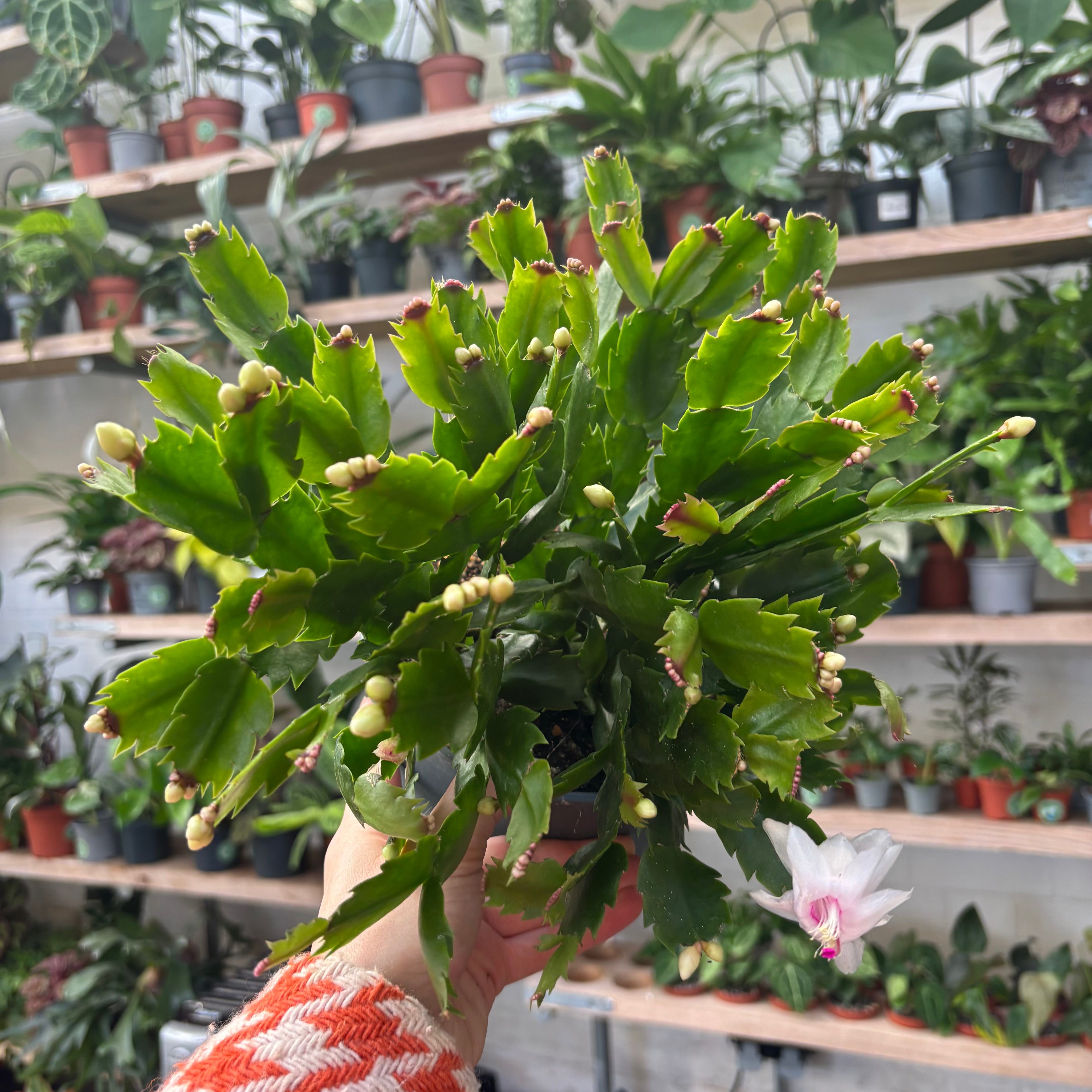 Schlumbergera Truncata in a 17 - 19 cm pot at The Watered Garden