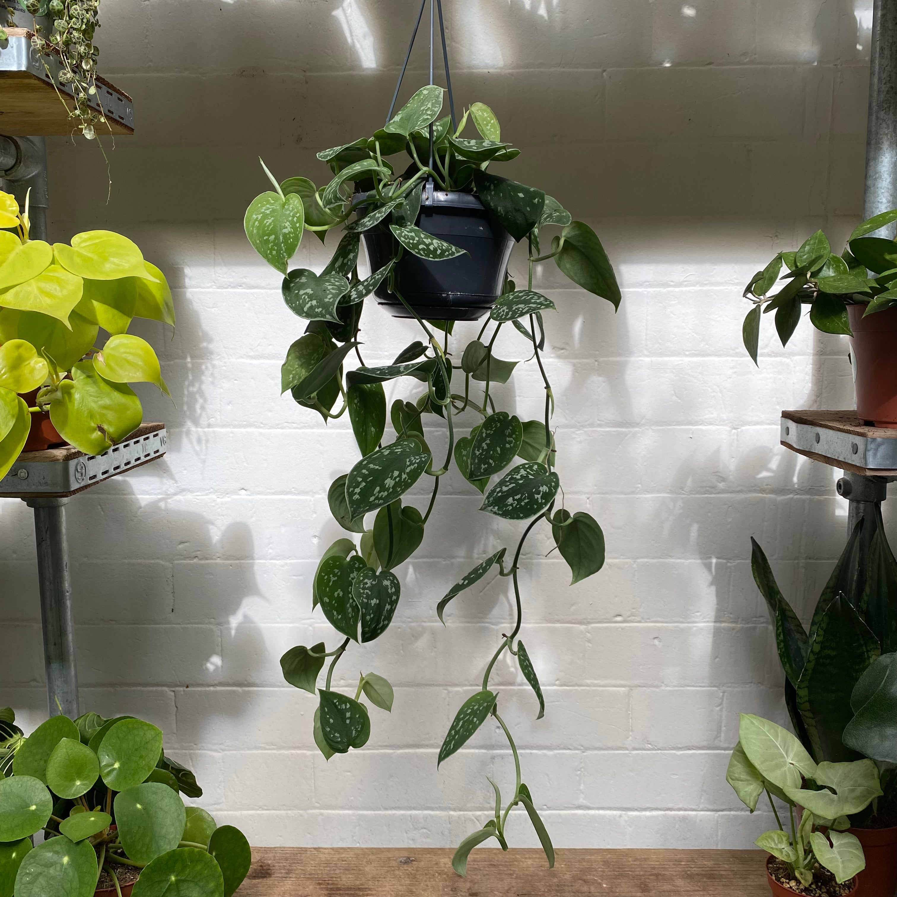 Scindapsus Pictus 'Argyraeus' in a 13 - 15 cm hanging pot at The Watered Garden