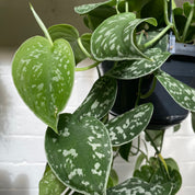 Scindapsus Pictus 'Argyraeus' in a 13 - 15 cm hanging pot at The Watered Garden