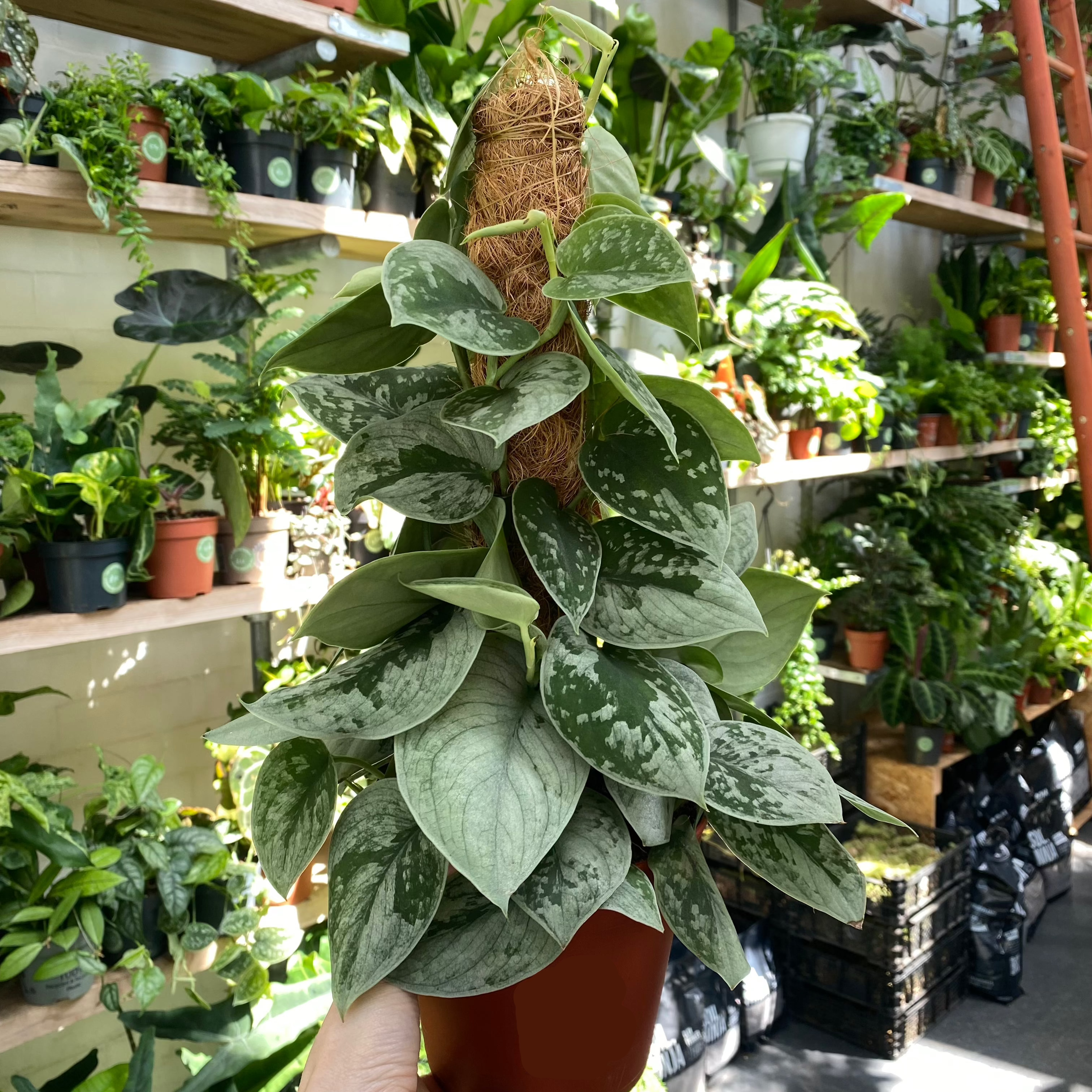 Scindapsus Pictus 'Silvery Ann' in a 13 - 15 cm pot with a moss pole at The Watered Garden