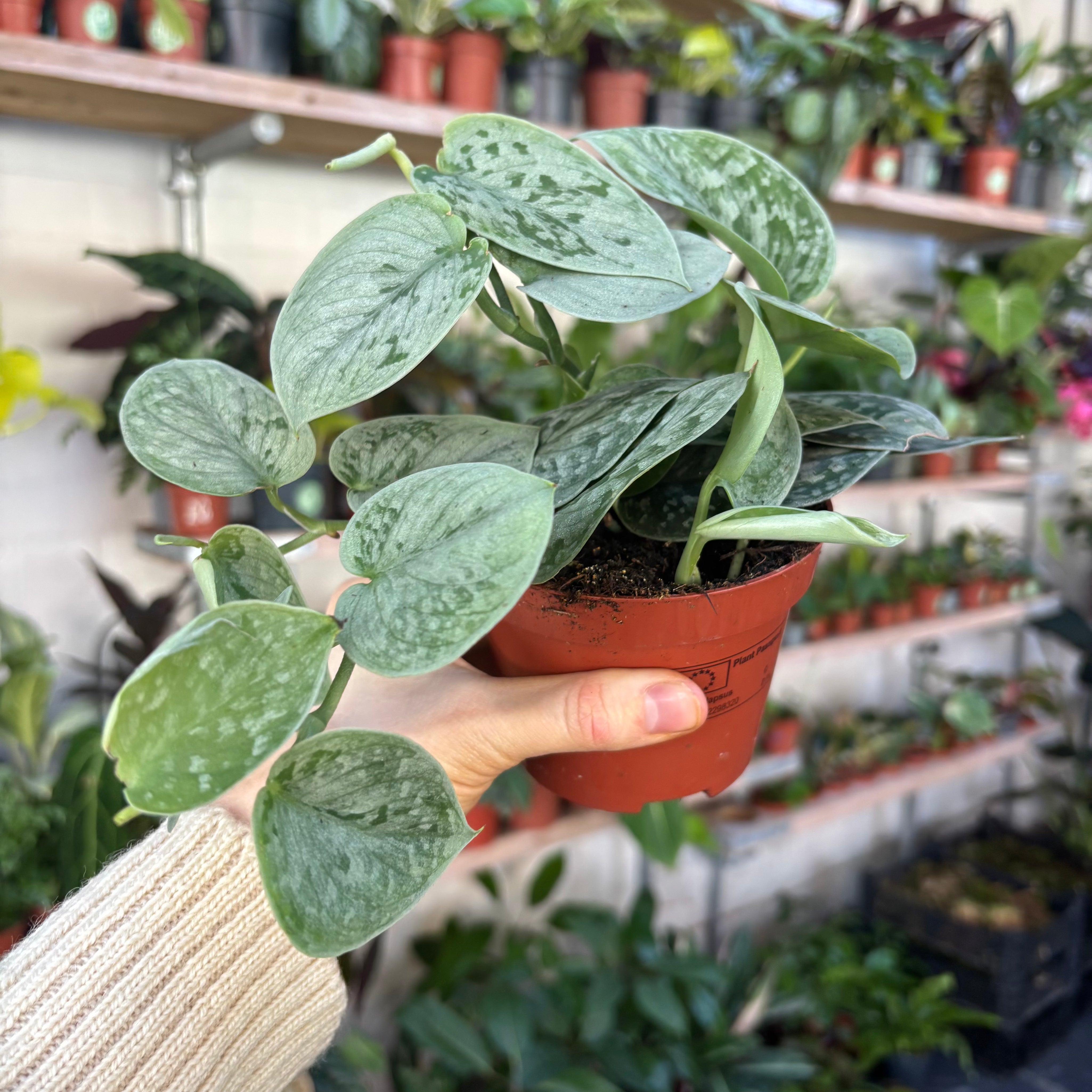 philodendron silvery ann Scindapsus Pictus 'Silvery Ann'