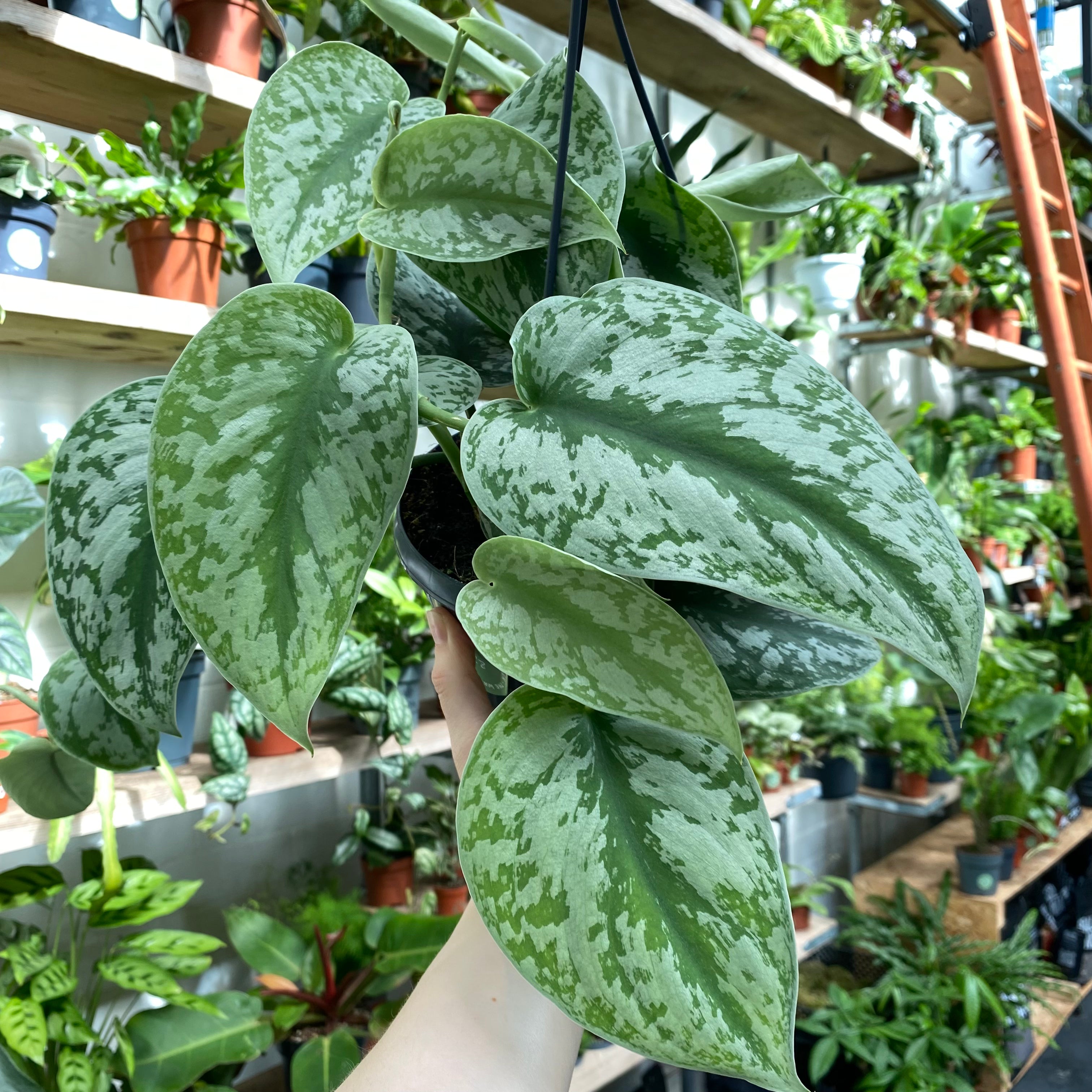 Scindapsus Pictus 'Trebie' in a 13 - 15 cm hanging pot at The Watered Garden