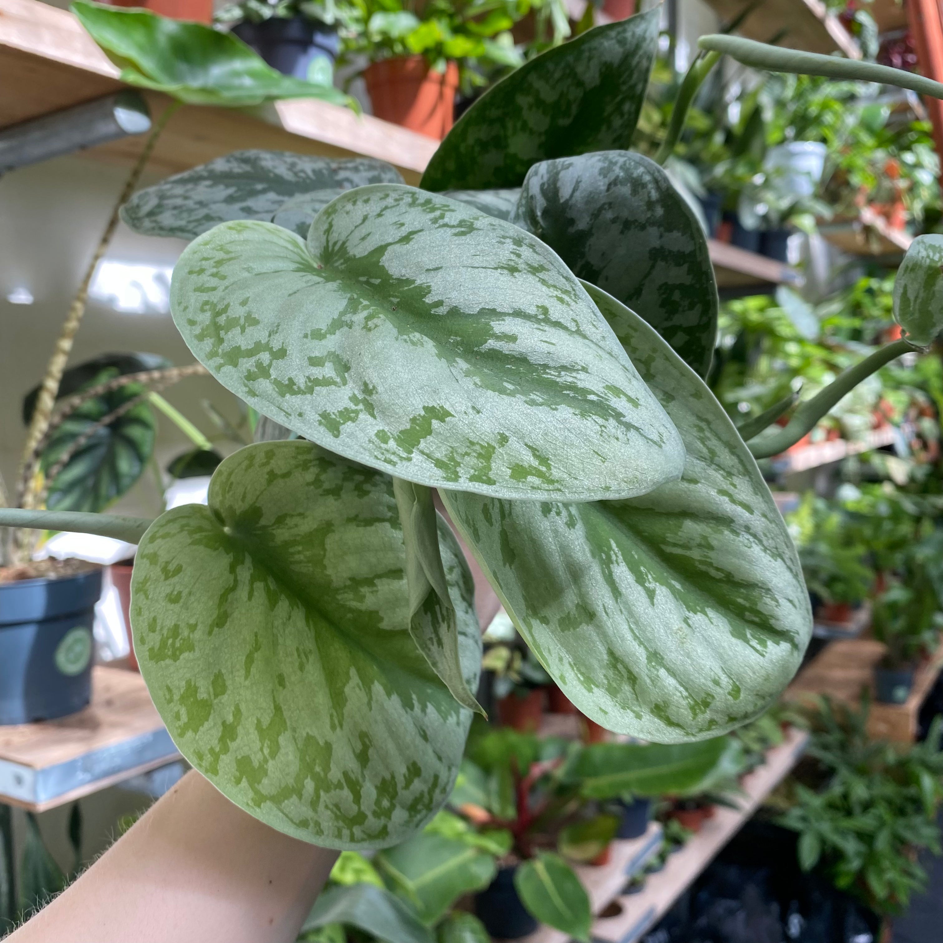 Scindapsus Pictus 'Trebie' in a 11 - 13 cm pot at The Watered Garden