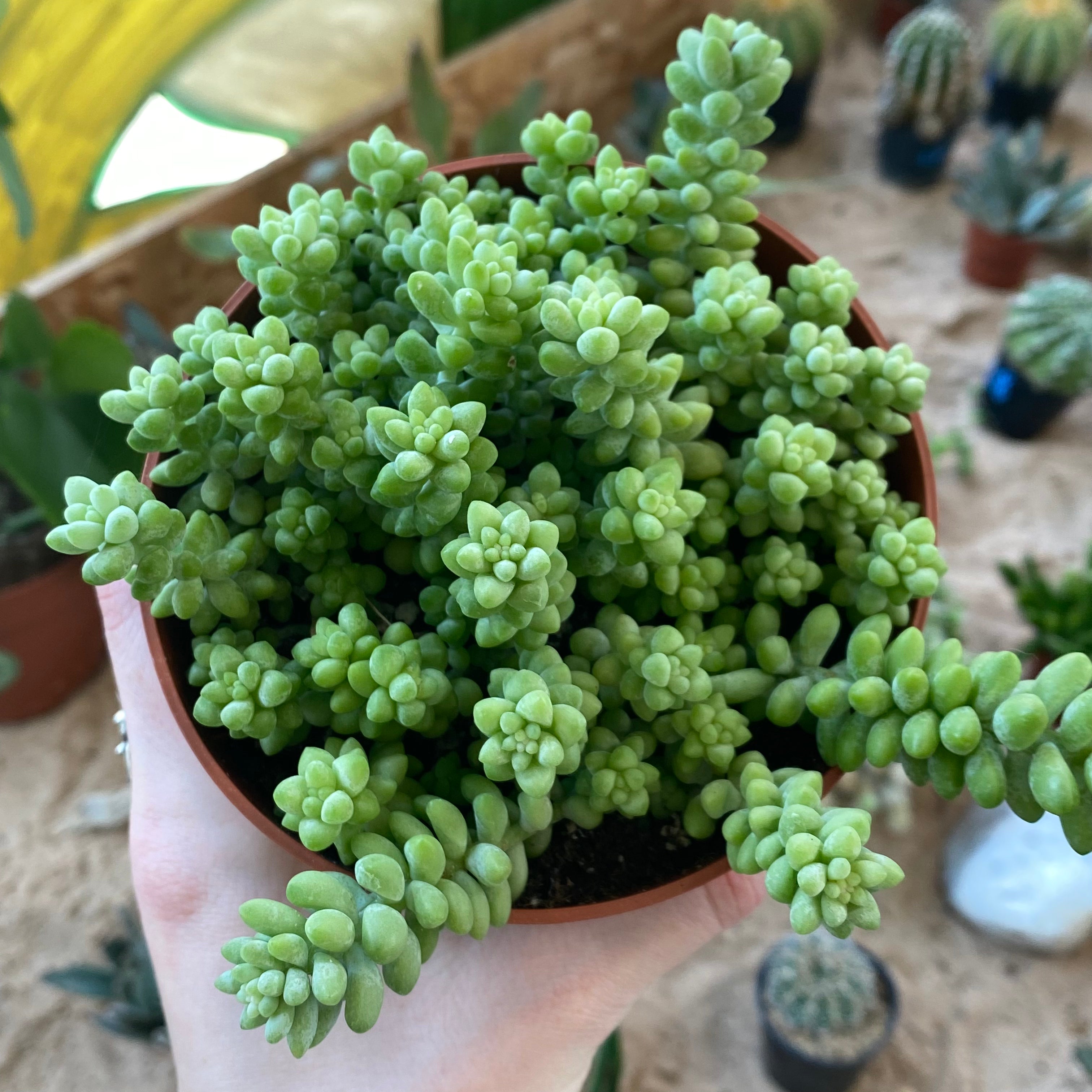 Sedum Morganianum 'Burrito' in an 11 - 13 cm pot at The Watered Garden