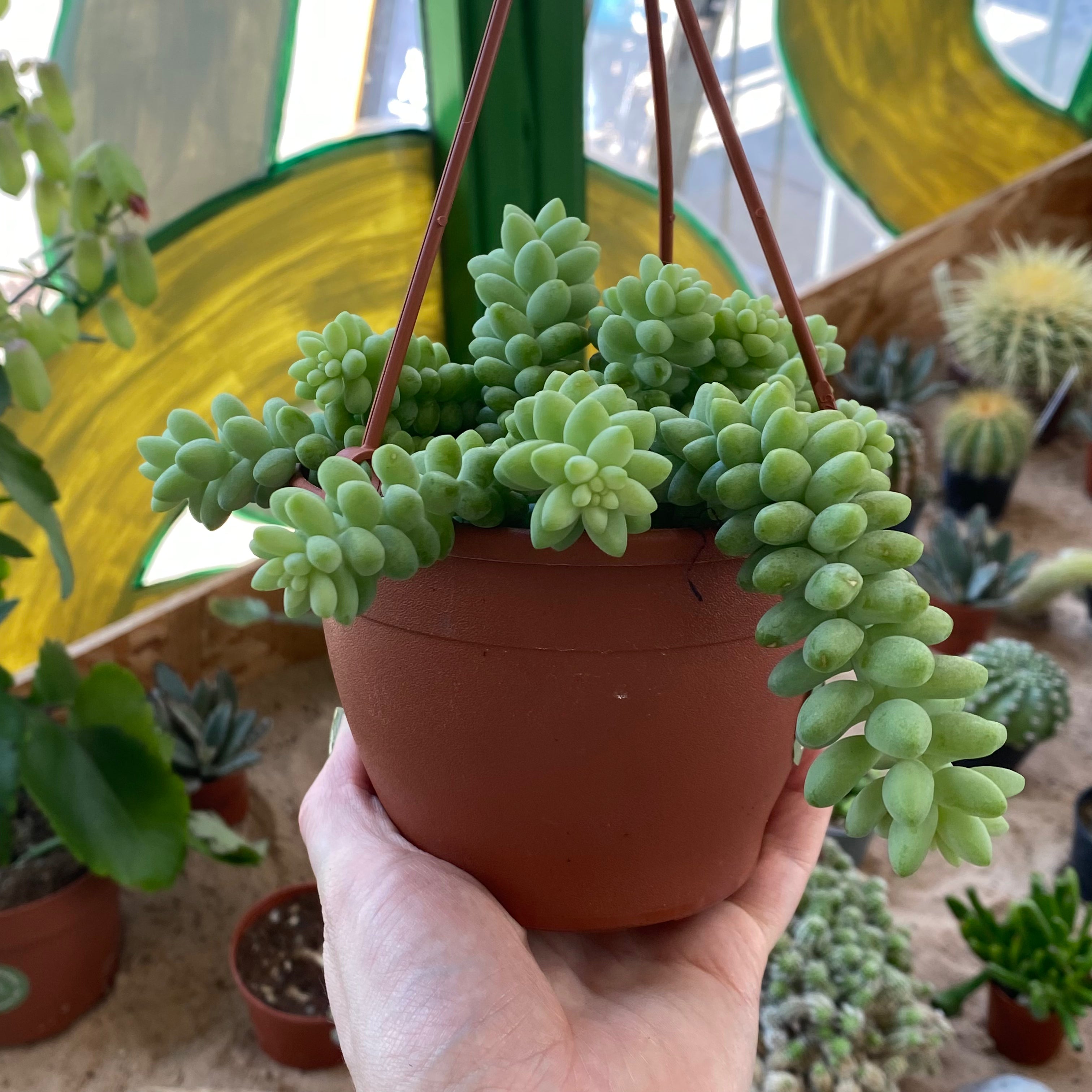 Sedum Morganianum 'Burrito' in an 11 - 13 cm hanging pot at The Watered Garden