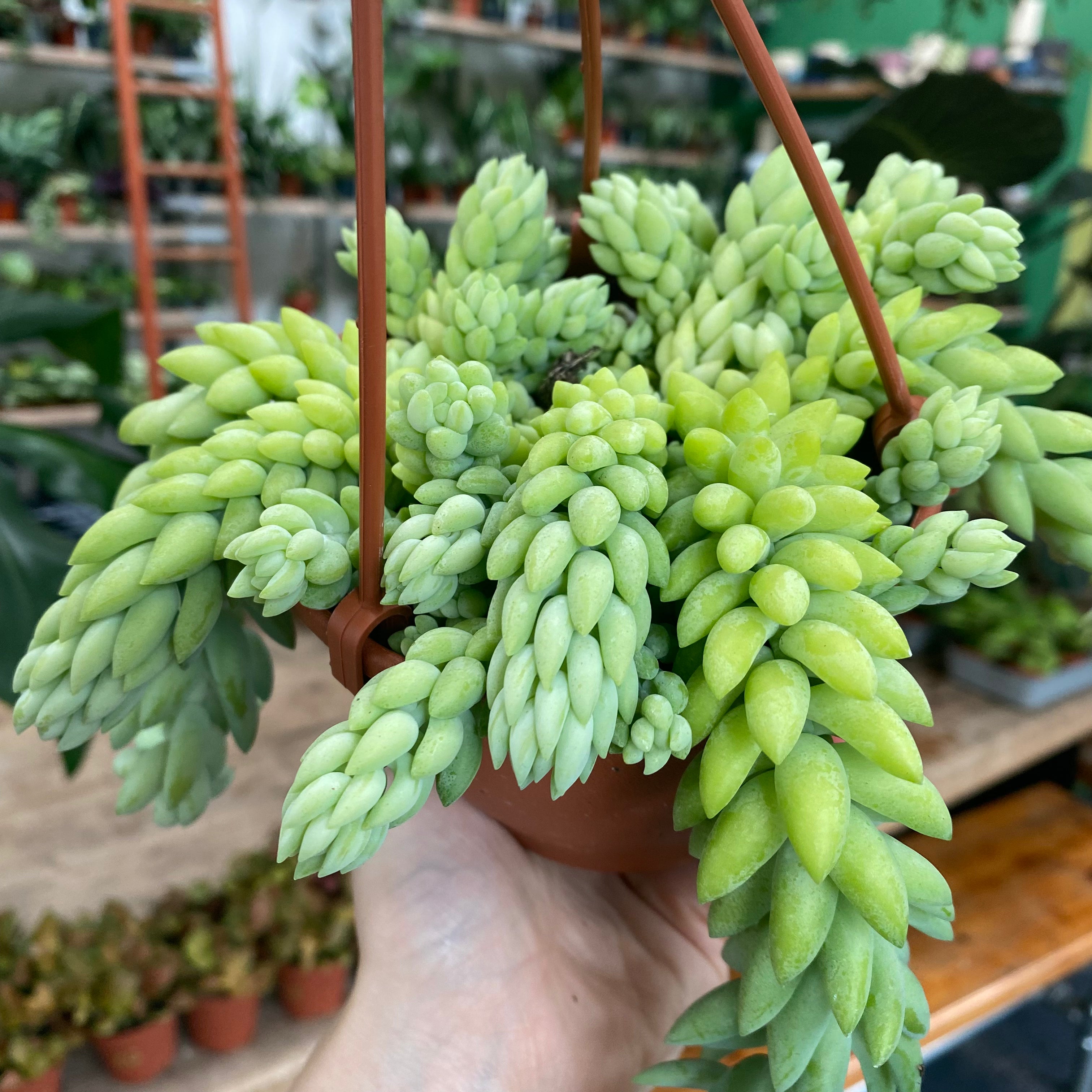 Sedum Morganianum 'Burro's Tail' in an 11 - 13 cm hanging pot at The Watered Garden