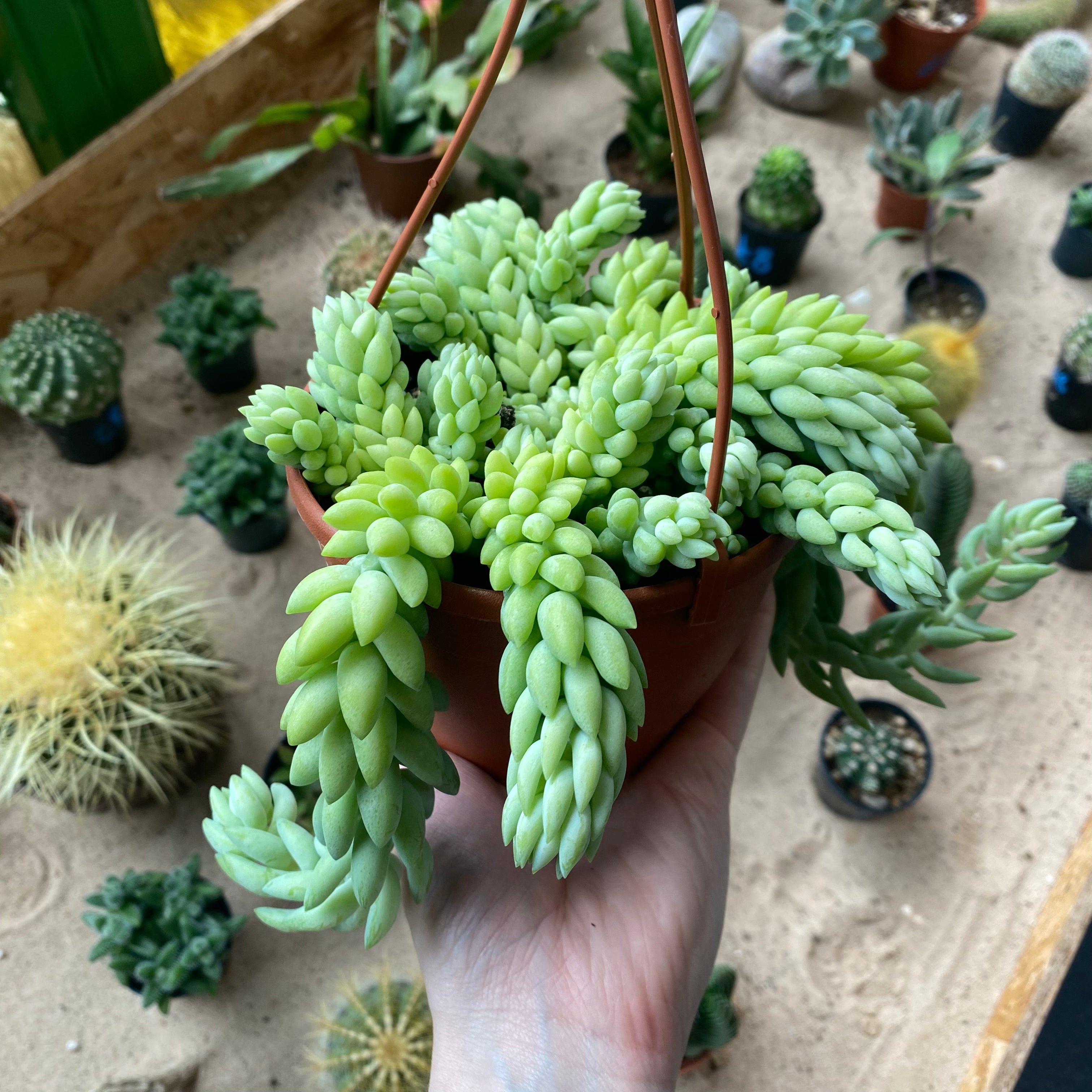 Sedum Morganianum 'Burro's Tail' in an 11 - 13 cm hanging pot at The Watered Garden