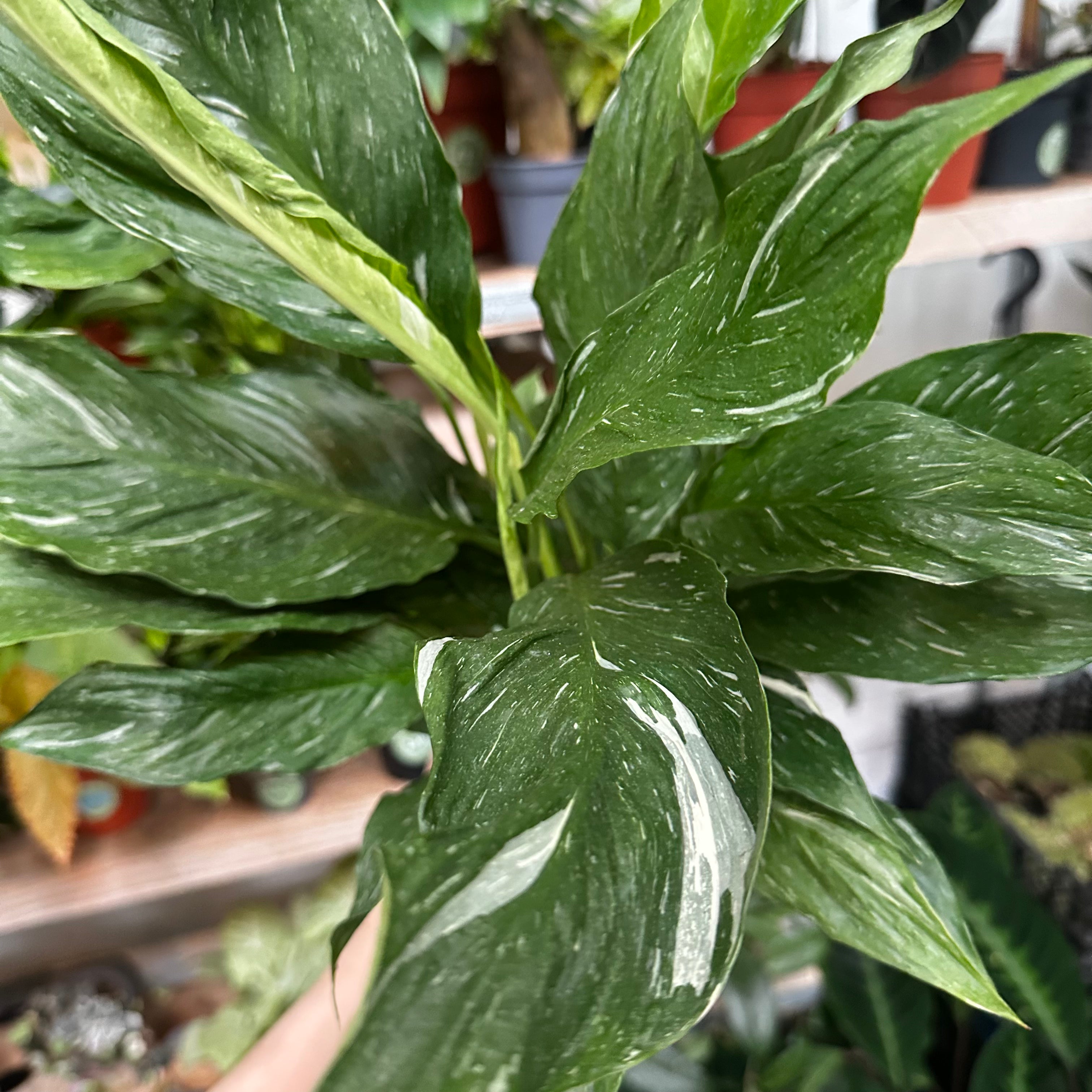 Spathiphyllum 'Diamond' in an 11 - 13 cm pot at The Watered Garden