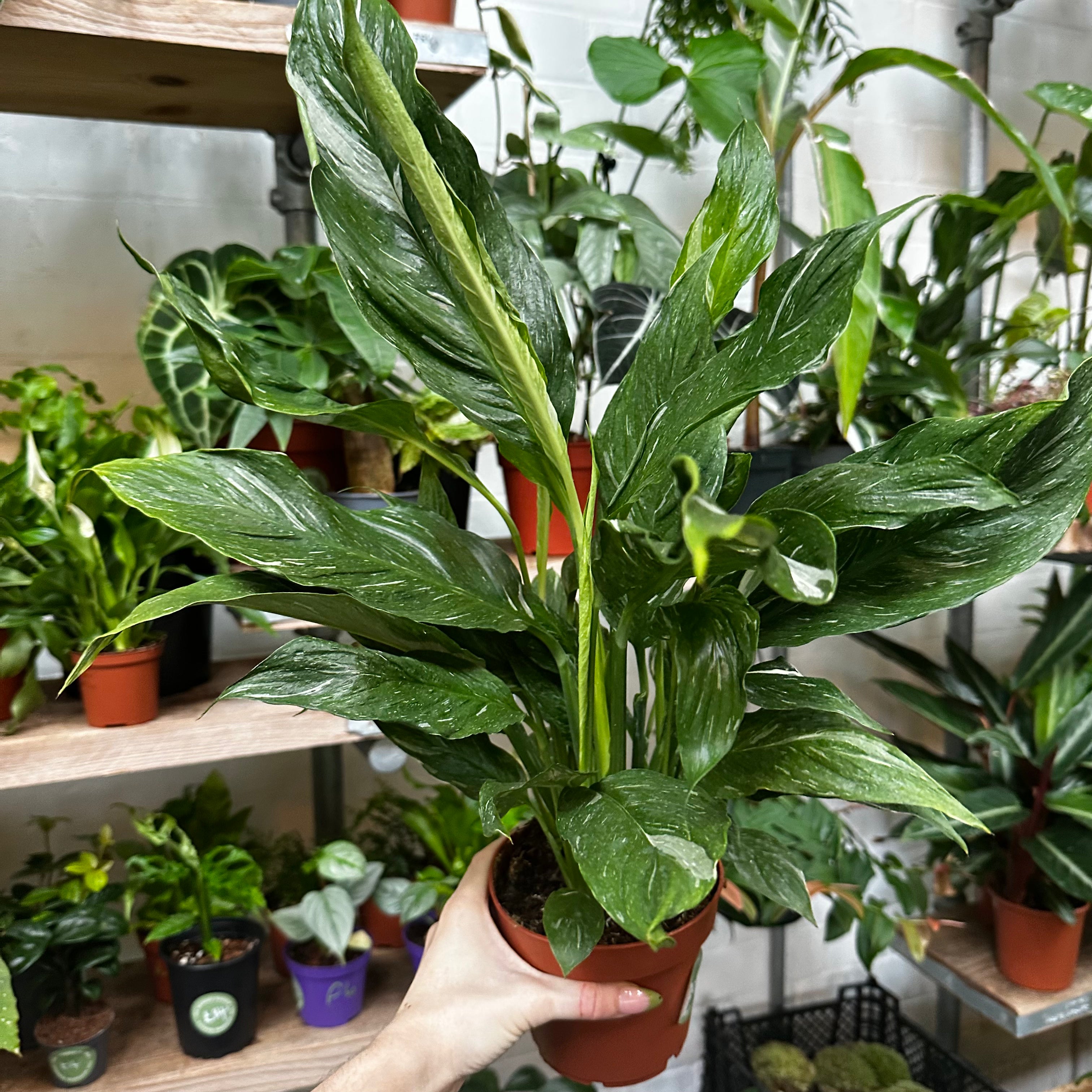 Spathiphyllum 'Diamond' in an 11 - 13 cm pot at The Watered Garden