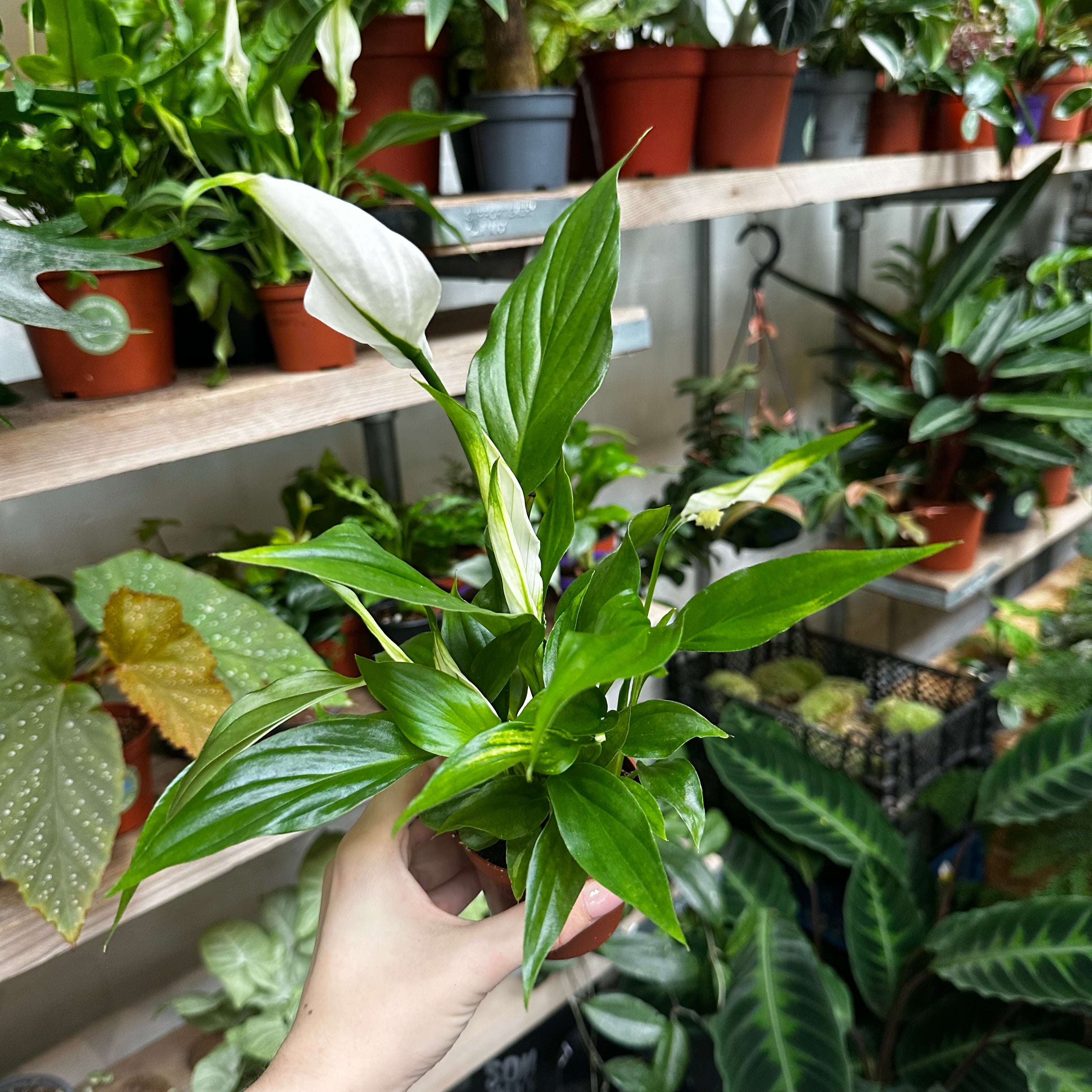 Spathiphyllum 'Pearl Cupido' in a 7 - 9 cm pot at The Watered Garden